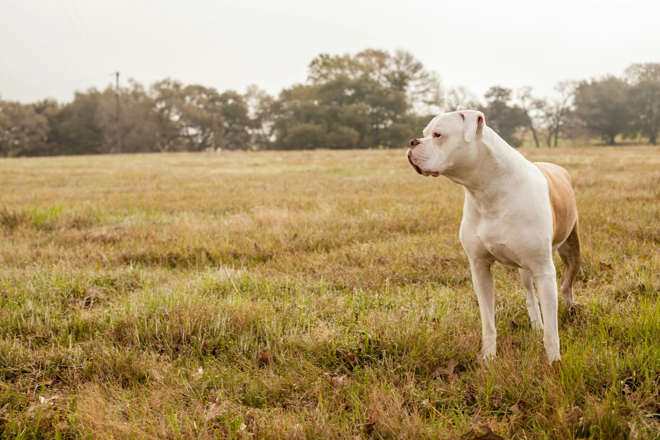 photo of a large american bull dog representing a happy customer of Nanaimo professional dog trainer Sherri Wade of Rascals and Rescues