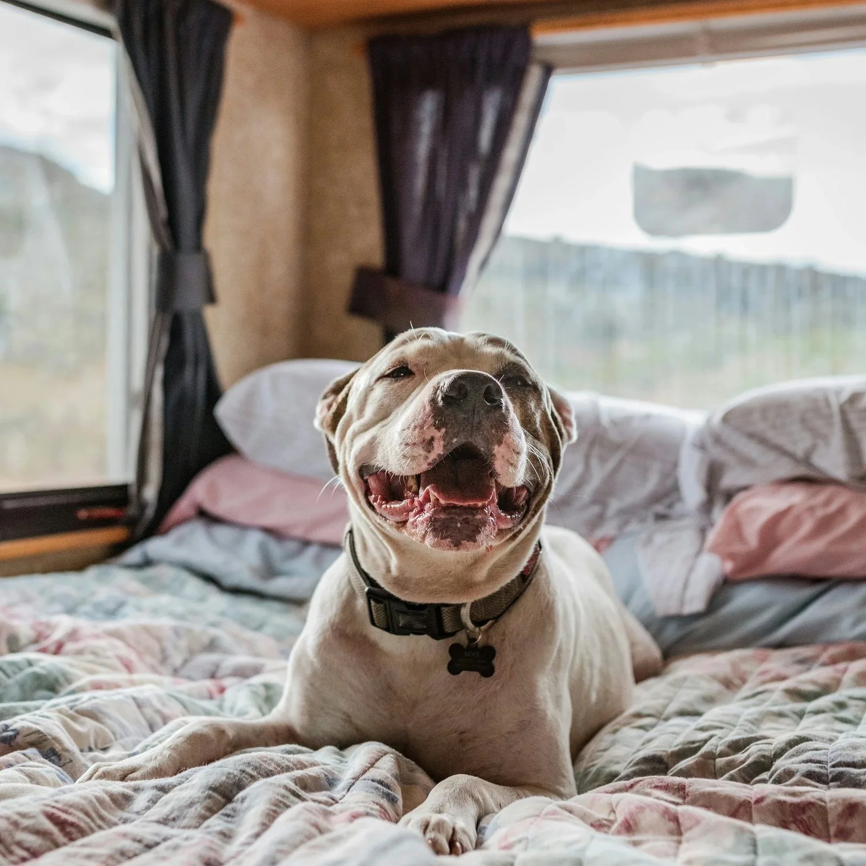 a relaxed dog on a bed in an rv