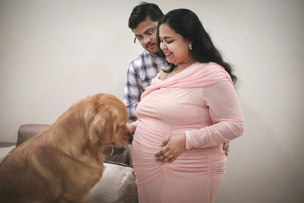 A golden retriever kisses a pregnant woman's stomach, representing the benefits of training your dog when a baby is about to arrive
