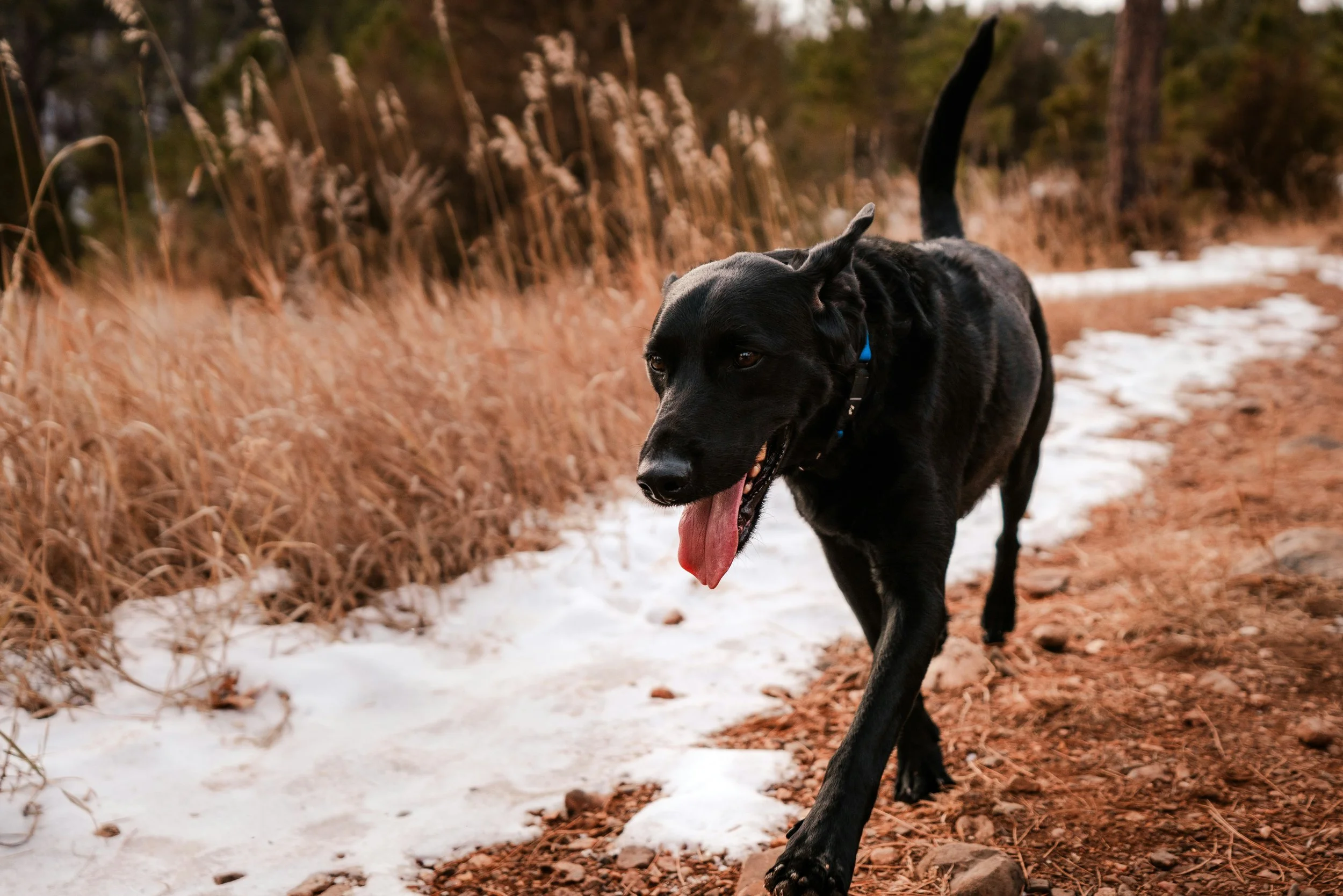 photo of a black Labrador representing a happy customer of Nanaimo professional dog trainer Sherri Wade of Rascals and Rescues