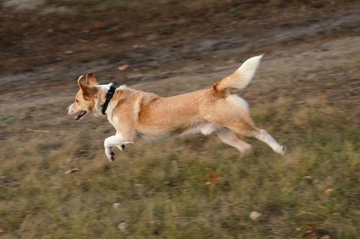 A dog photographed air born while running in a field