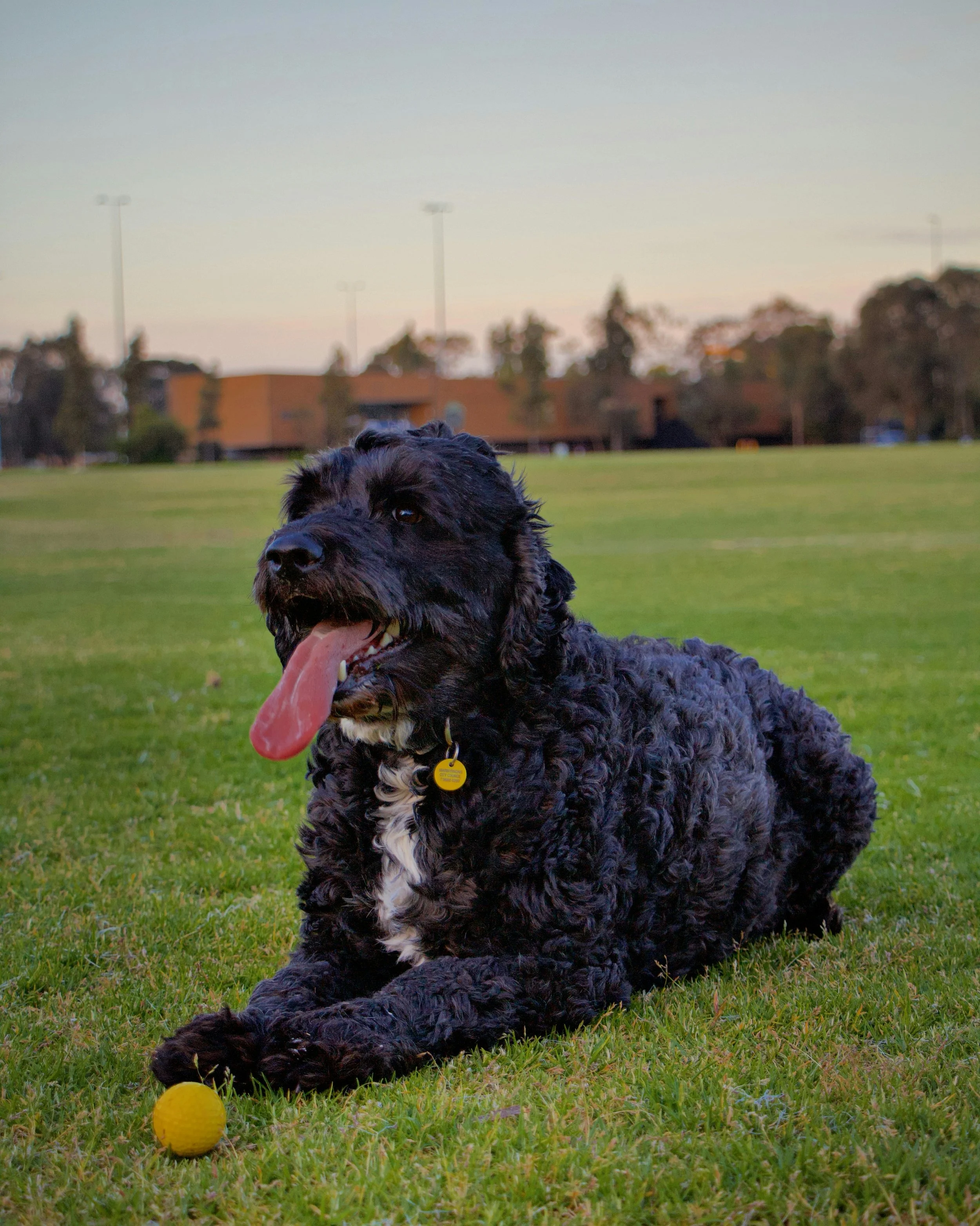 photo of a black goldendoodle dog representing a happy customer of Nanaimo professional dog trainer Sherri Wade of Rascals and Rescues