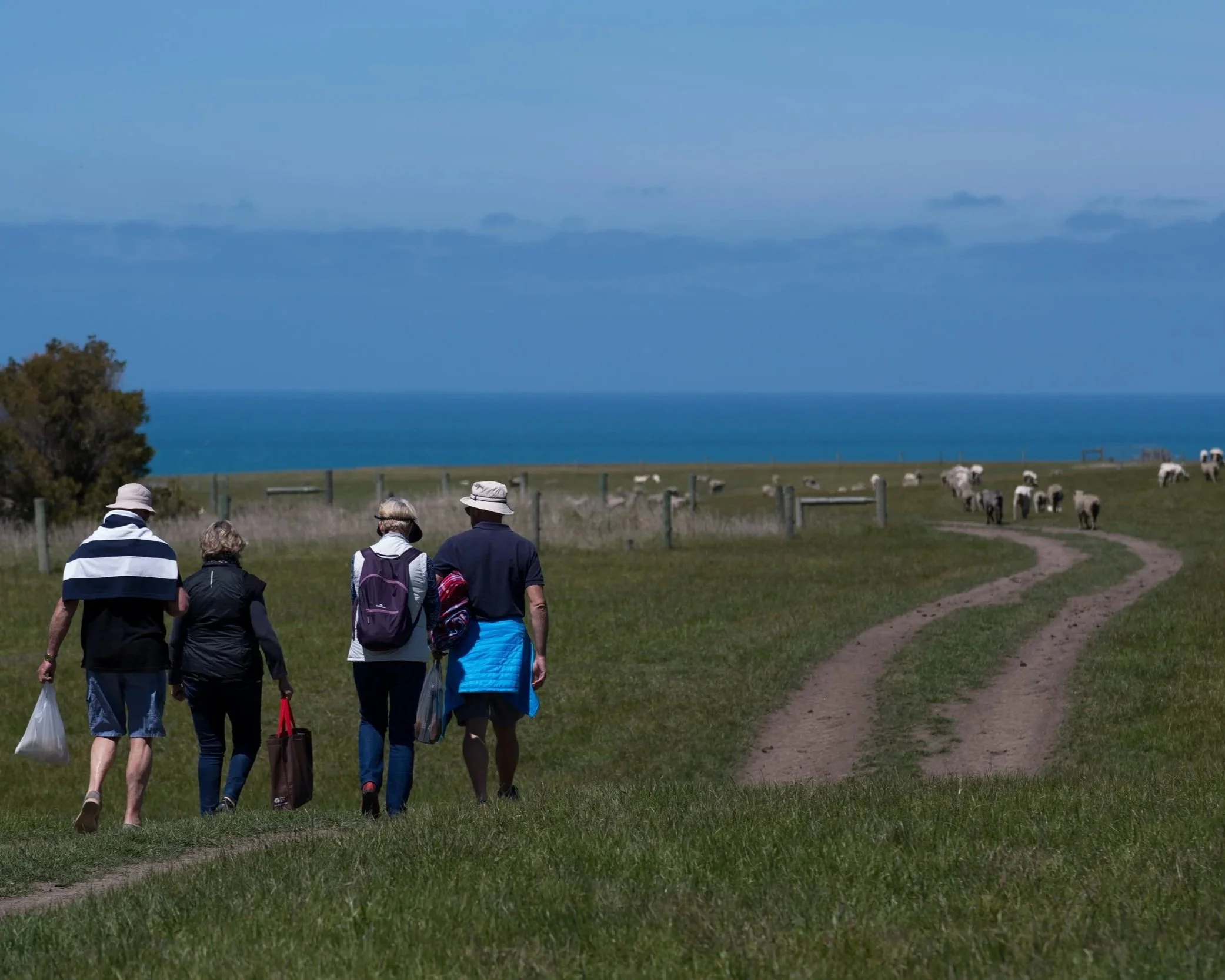 Four people walking along a grassy trail towards a coastline with cows grazing nearby, and the ocean in the background under a partly cloudy sky.