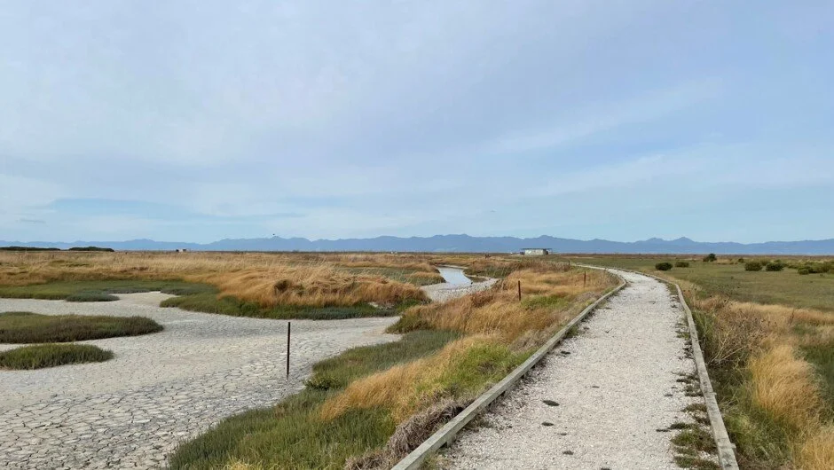 Trail walk at the Pūkorokoro Miranda Shorebird Centre on the Firth of Thames