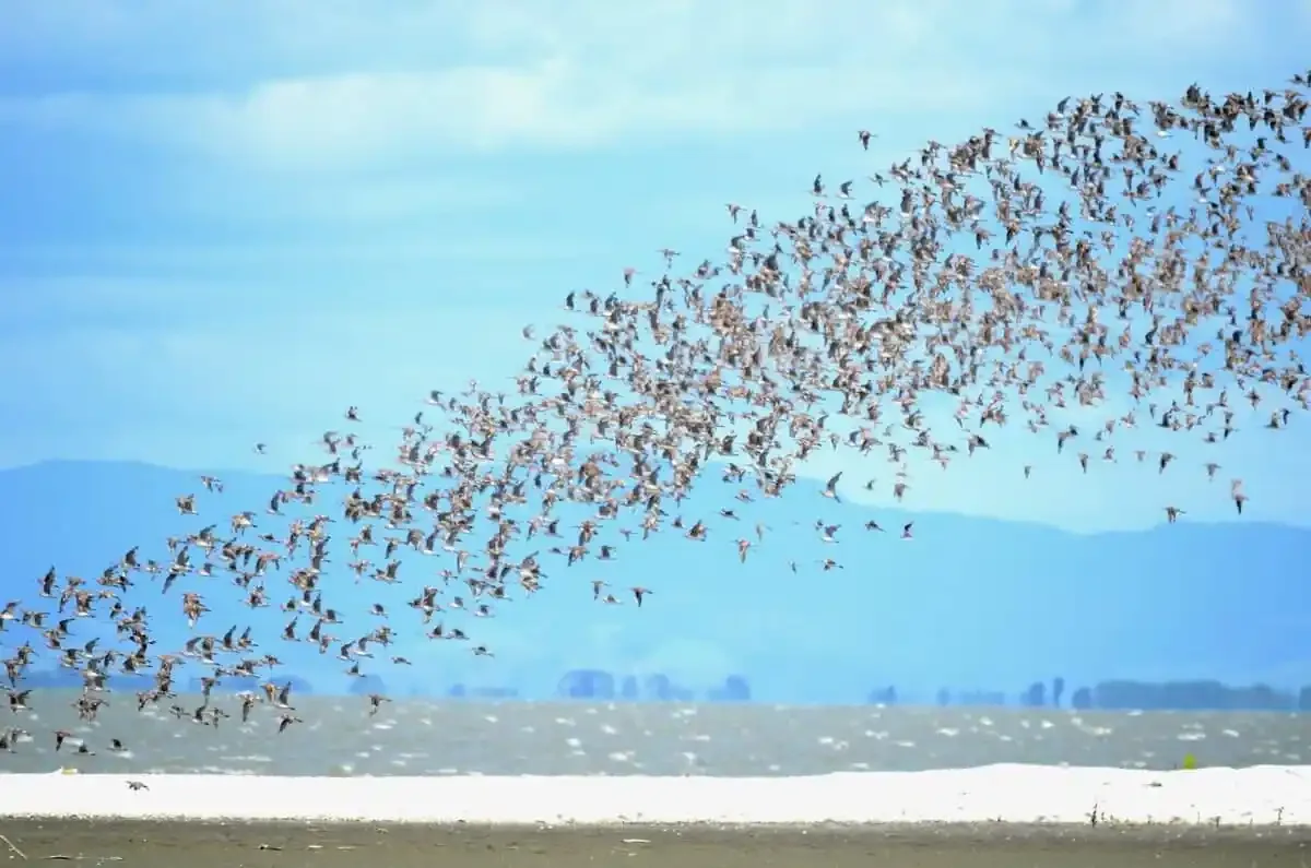 Large flock of Godwits flying near the Pūkorokoro Miranda Shorebird Centre on the Firth of Thames with the Coromandel Peninsula in the background