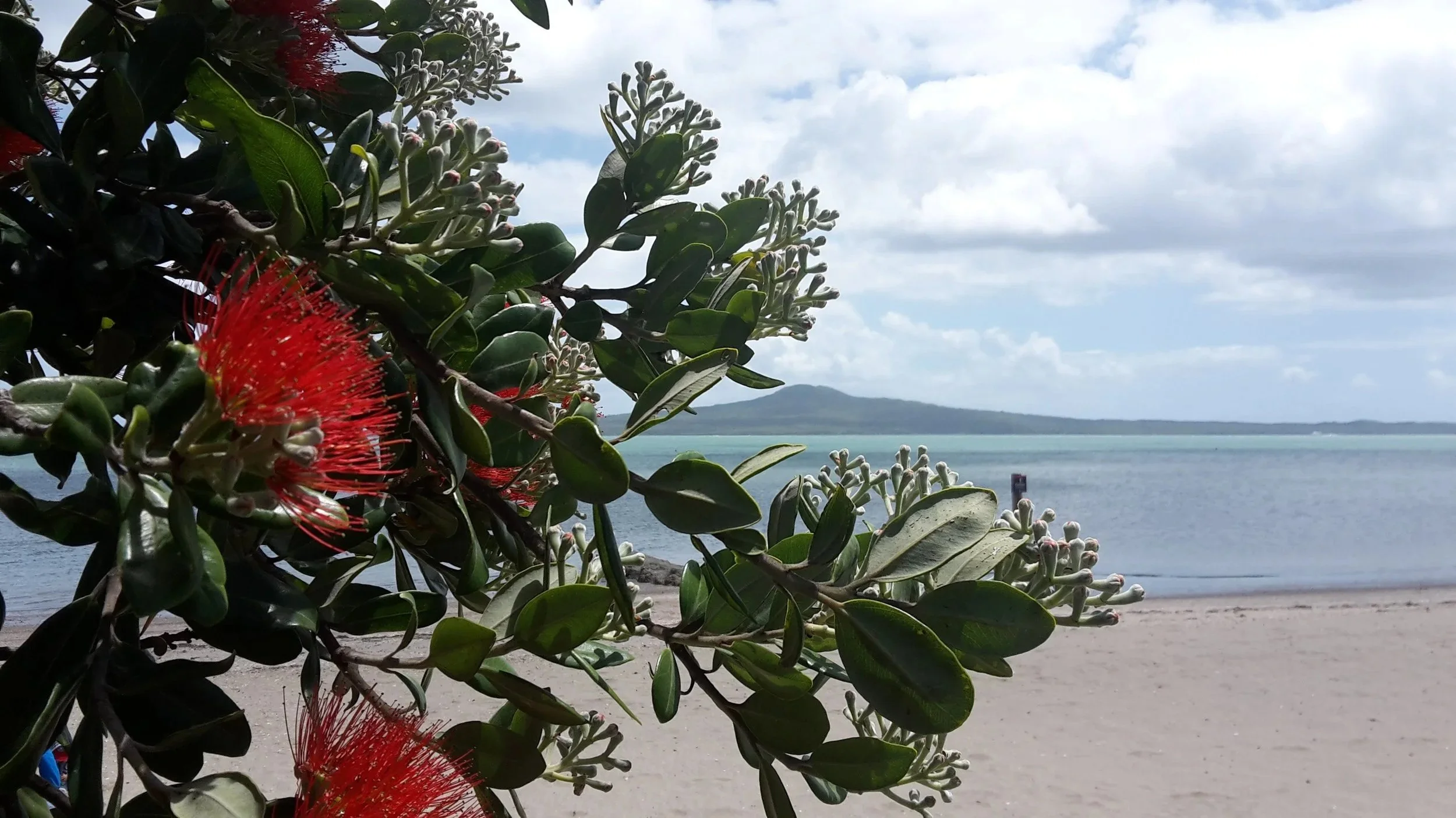 Close-up of New Zealand's Christmas tree the Pohutukawa with red blooms and green leaves on a beach with water and Rangitoto in the background.