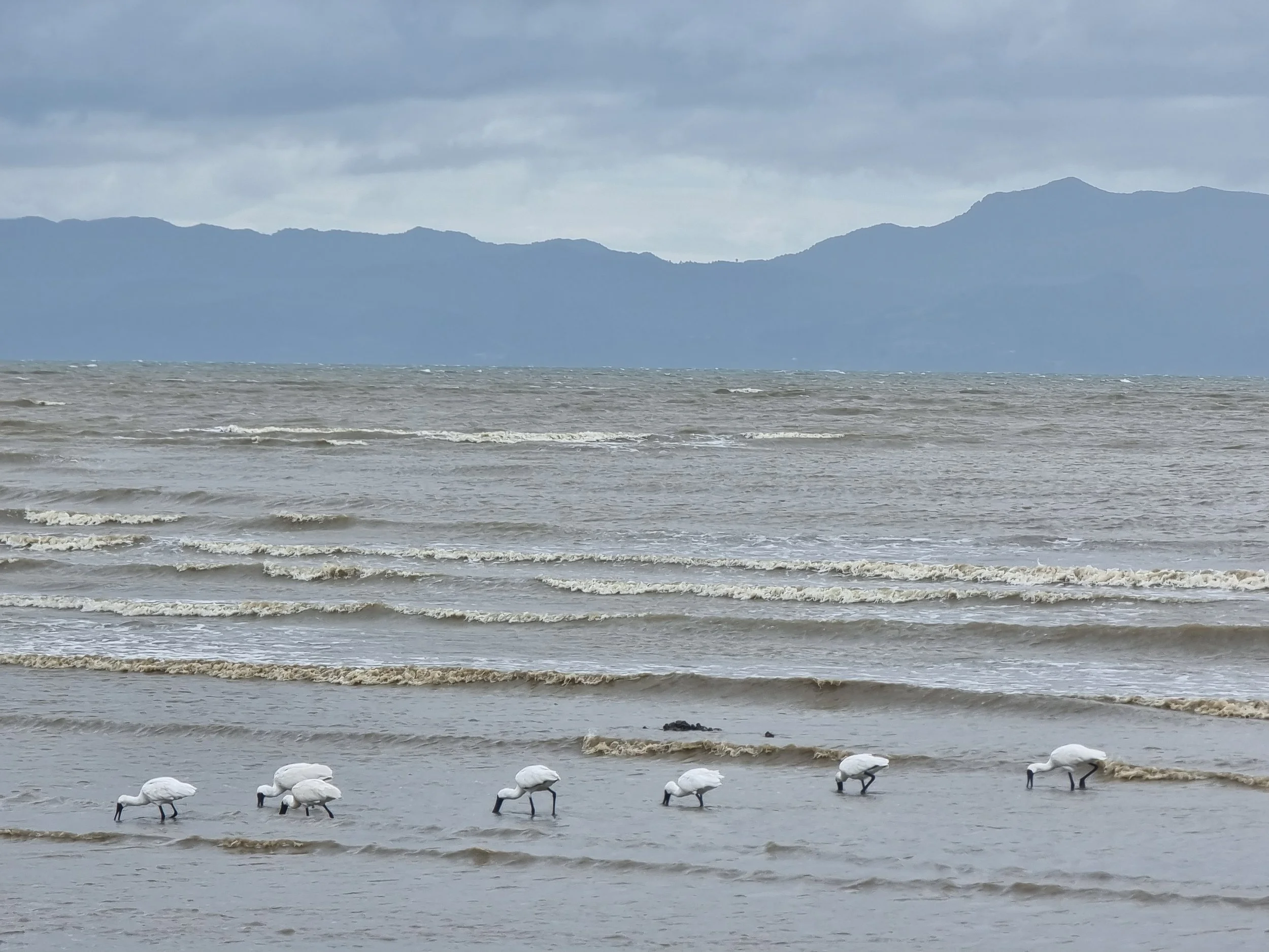 Feeding Spoonbill birds standing in shallow water on The Seabird Coast, Coromandel Peninsula in the background, and cloudy sky.