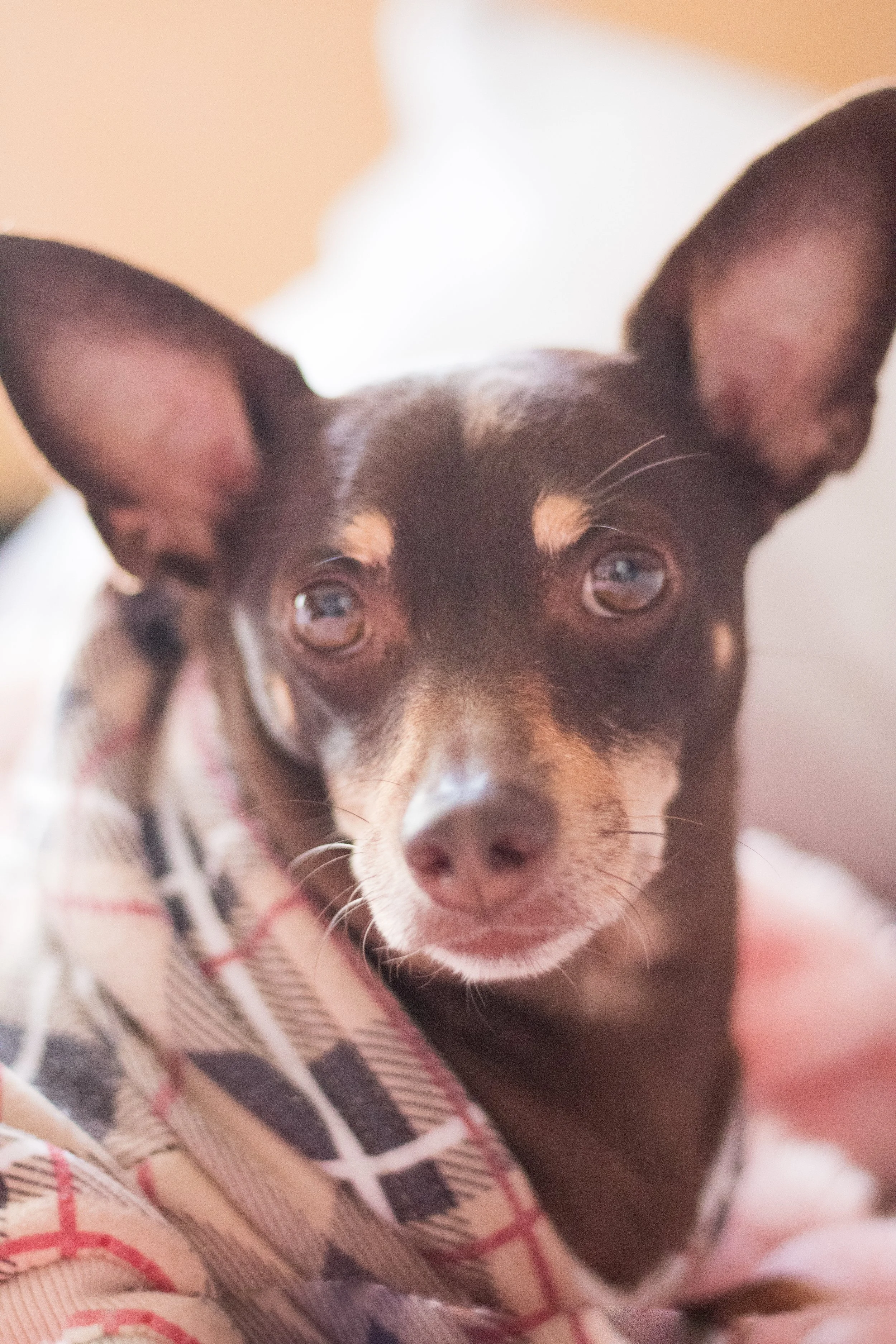 Pet Photography