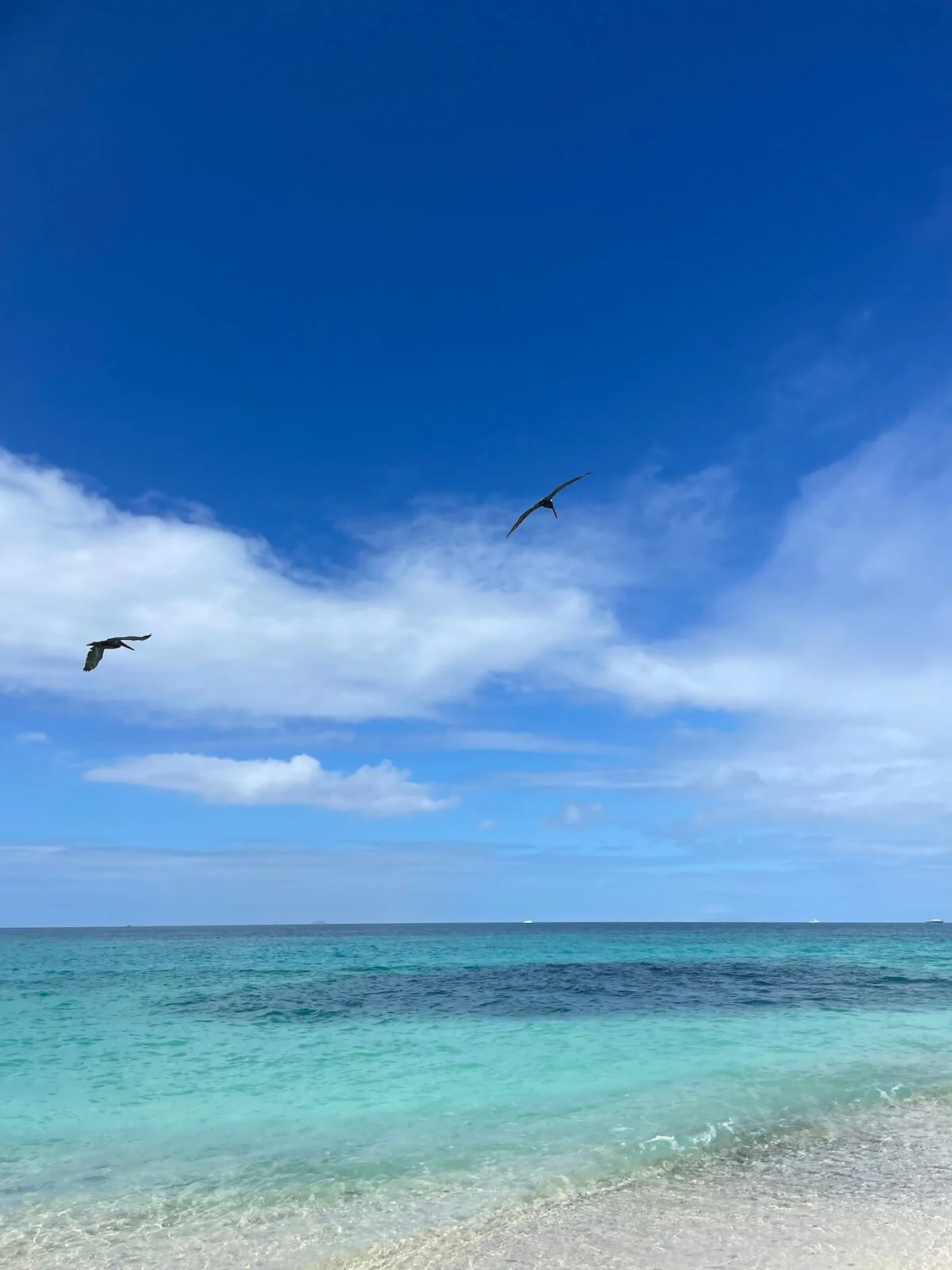 Pelicans flying in a blue sky above turquoise Caribbean Sea