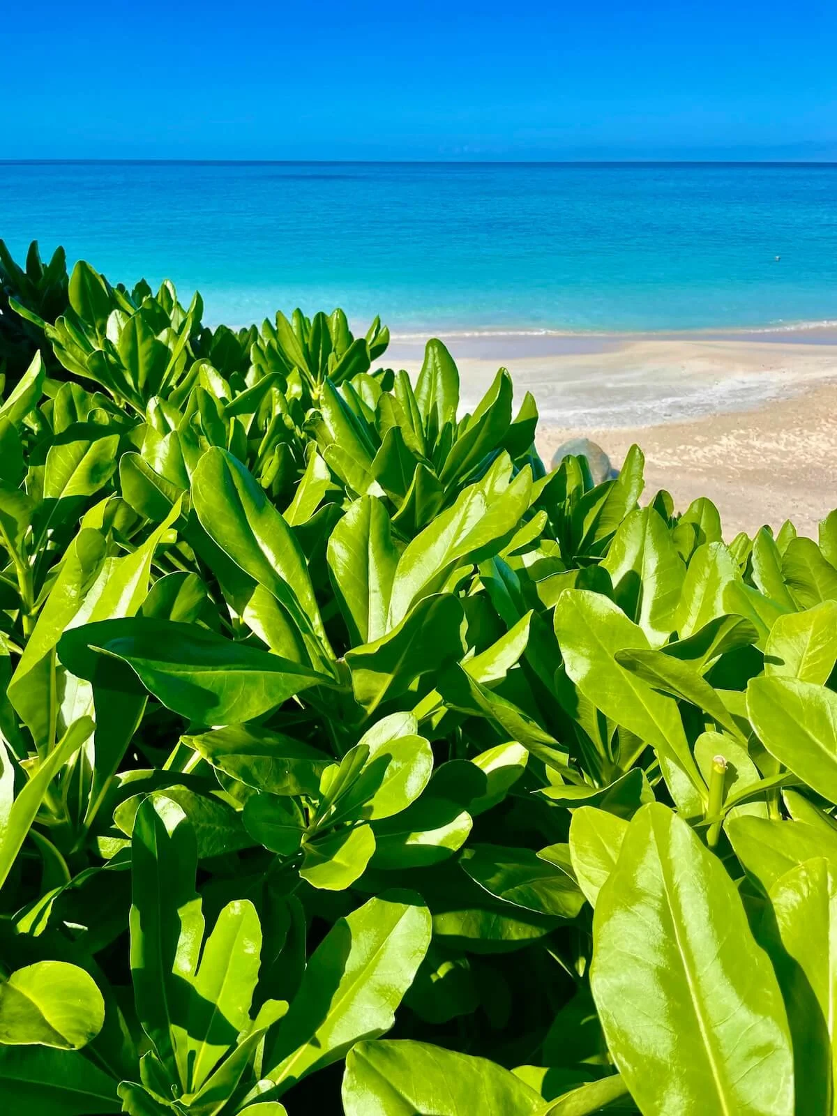 Lush green vegetation against white sand and turquoise Caribbean Sea
