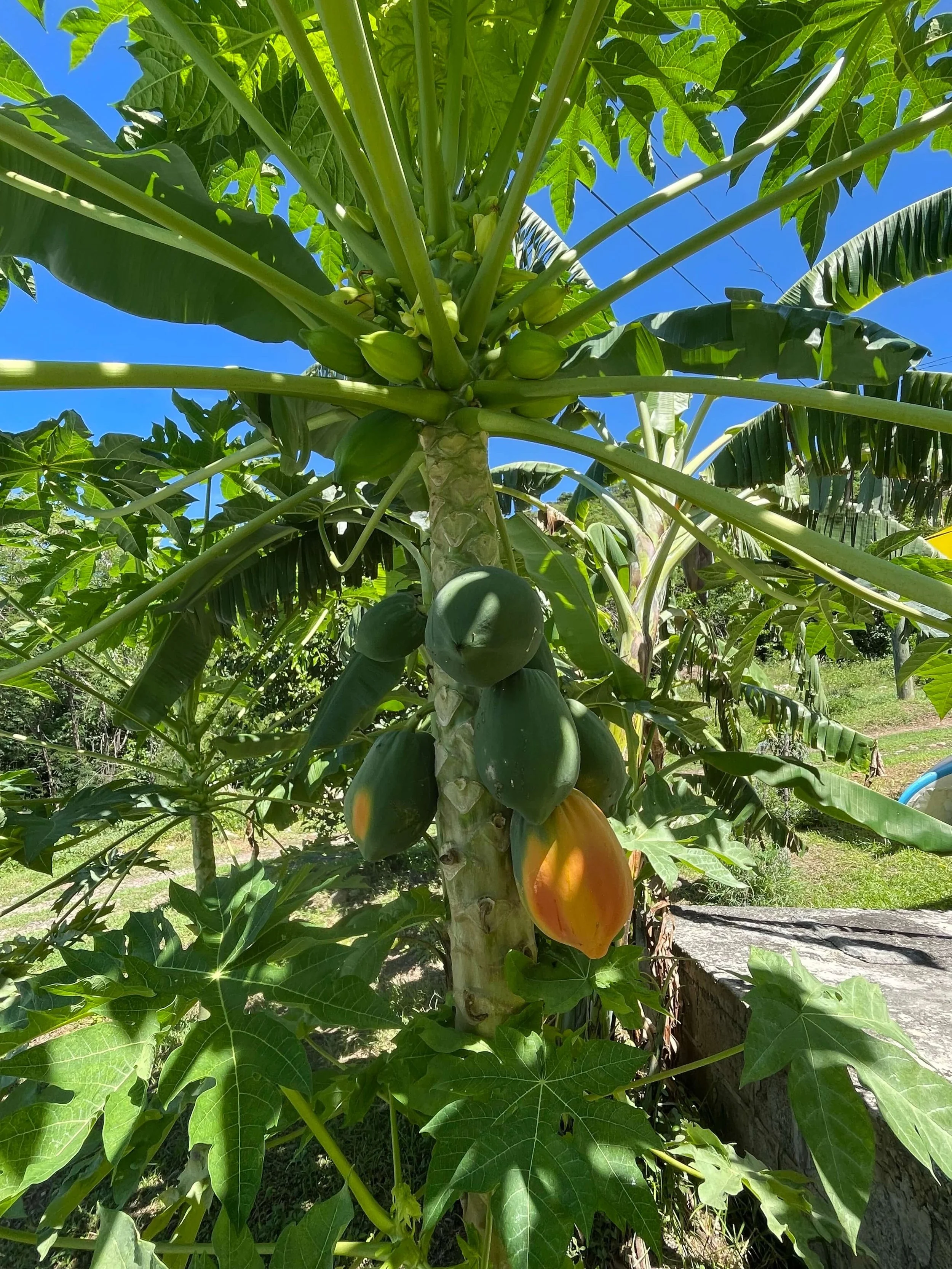 A papaya tree in the garden of the studio at Crabbe Hill where you stay for The Sea Change retreat, fresh papaya for breakfast.