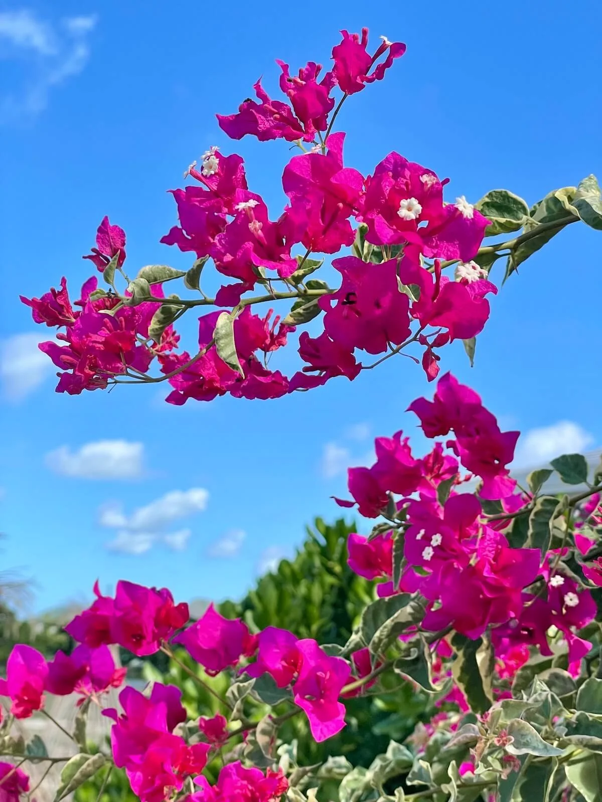 A burst of pink bougainvillia against blue sky of Antigua