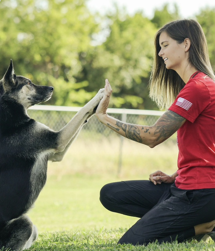 What is Board and Train for Dogs?