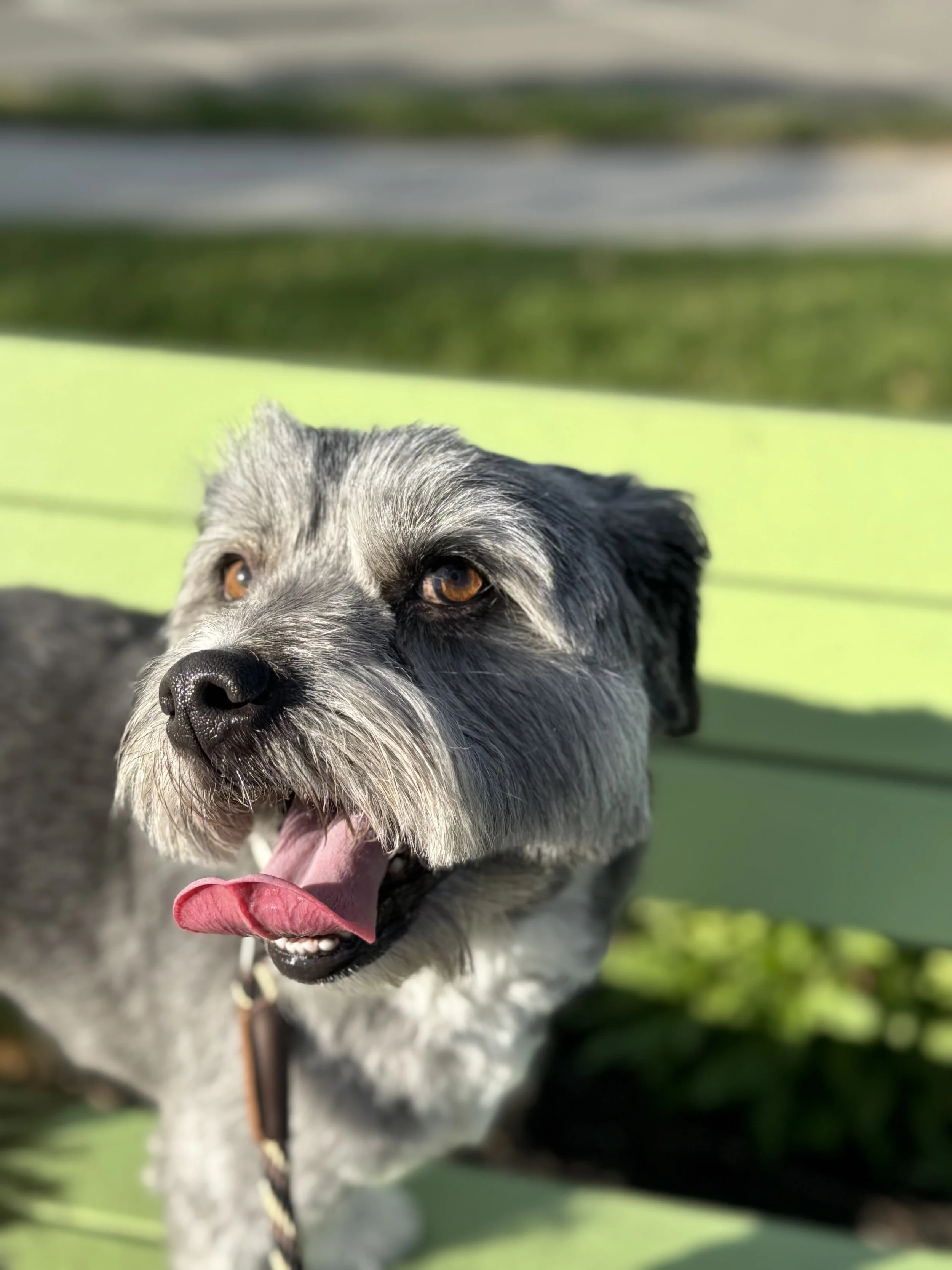 Are Dogs in America Being Over-Medicated? Exploring a Holistic Alternative