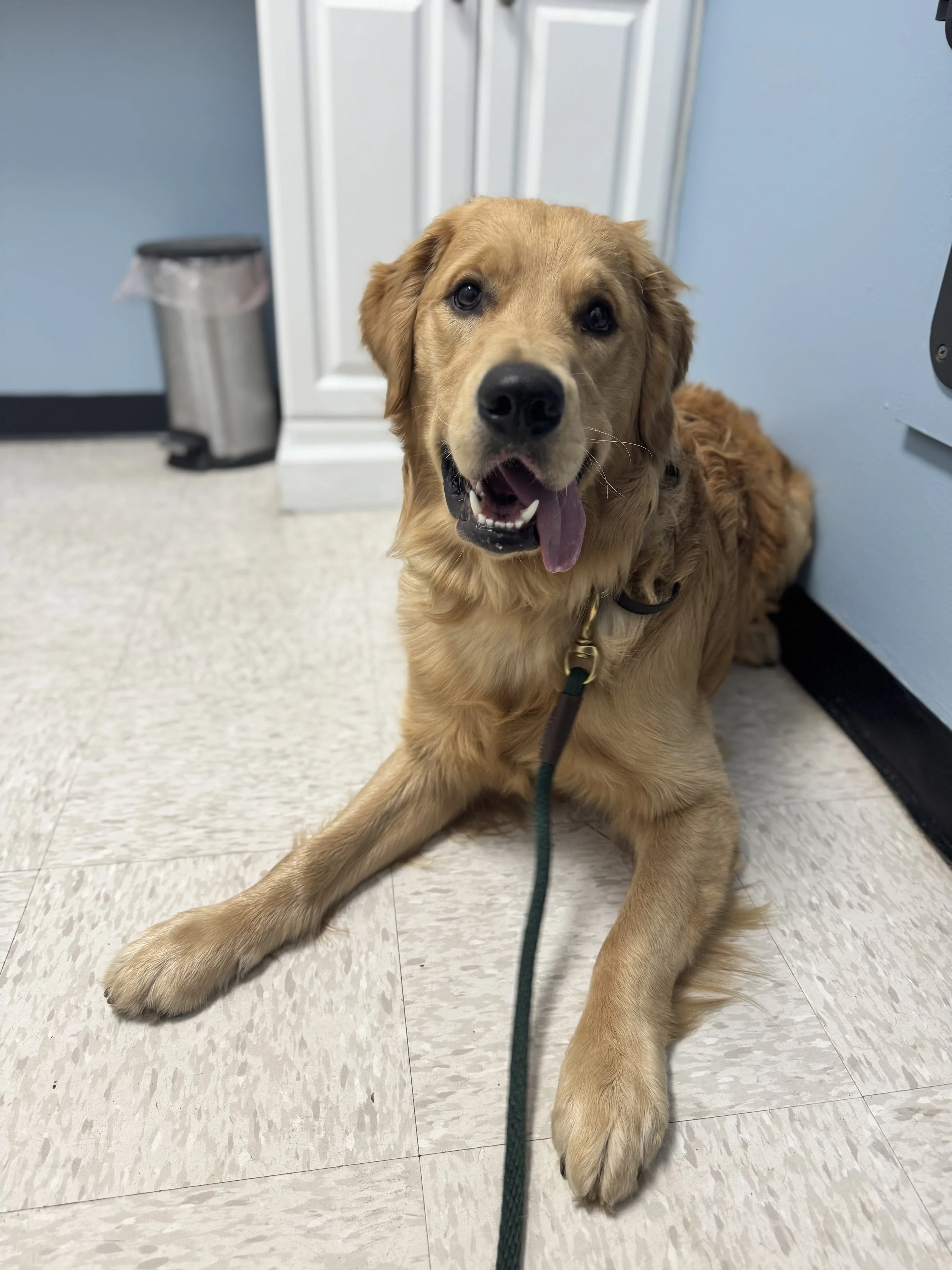 Balanced Dog Training: Using All Four Sides of Operant Conditioning