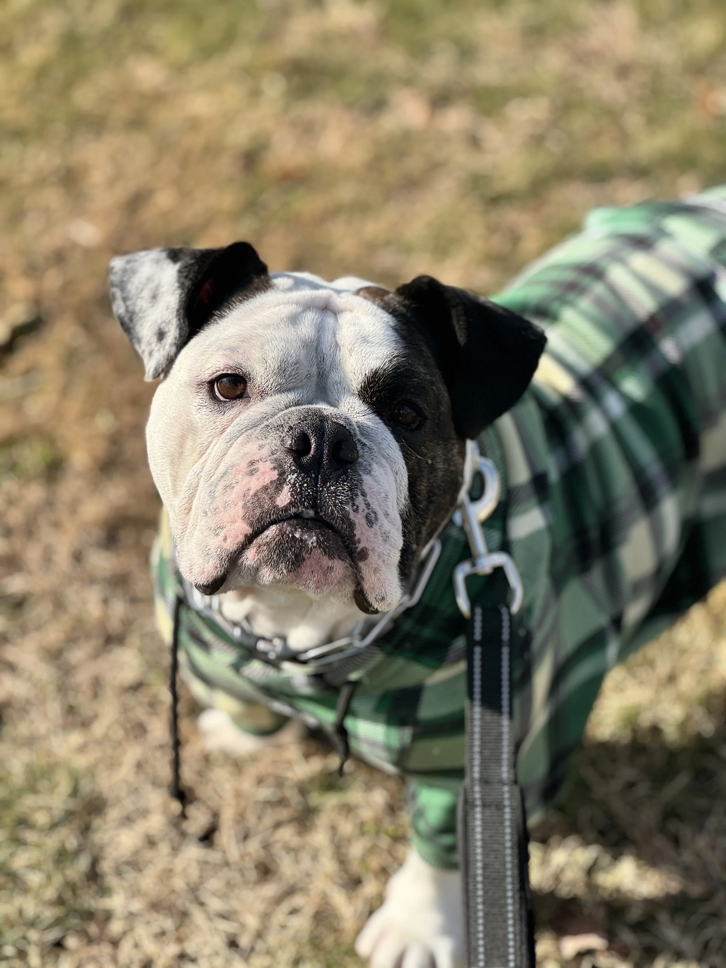 Muzzle Training &amp; Accepted Restraint: Building Trust, Safety, and Comfort