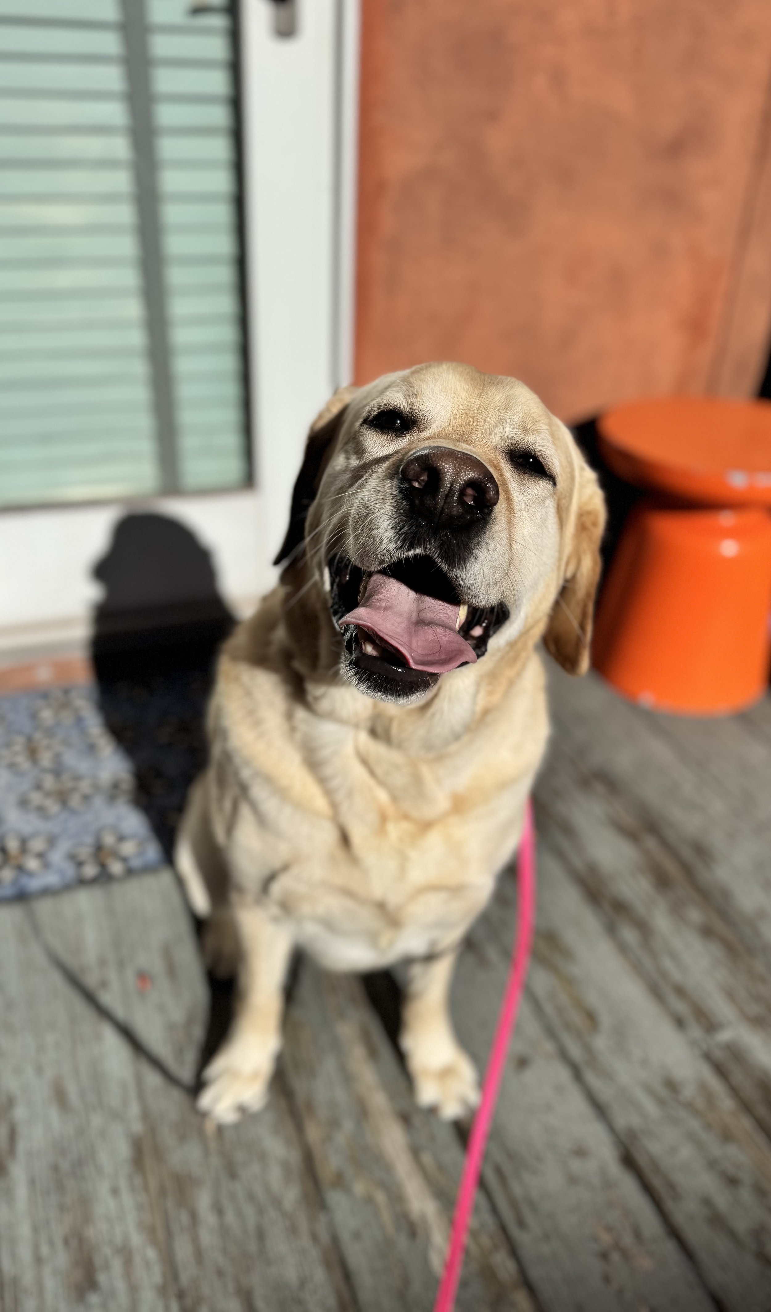 The Dog Training Truth No One Wants to Talk About