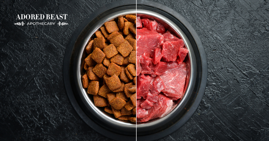 Kibble, Dogs, and Modern Feeding: What to Avoid, What to Choose, and How to Feed It Better