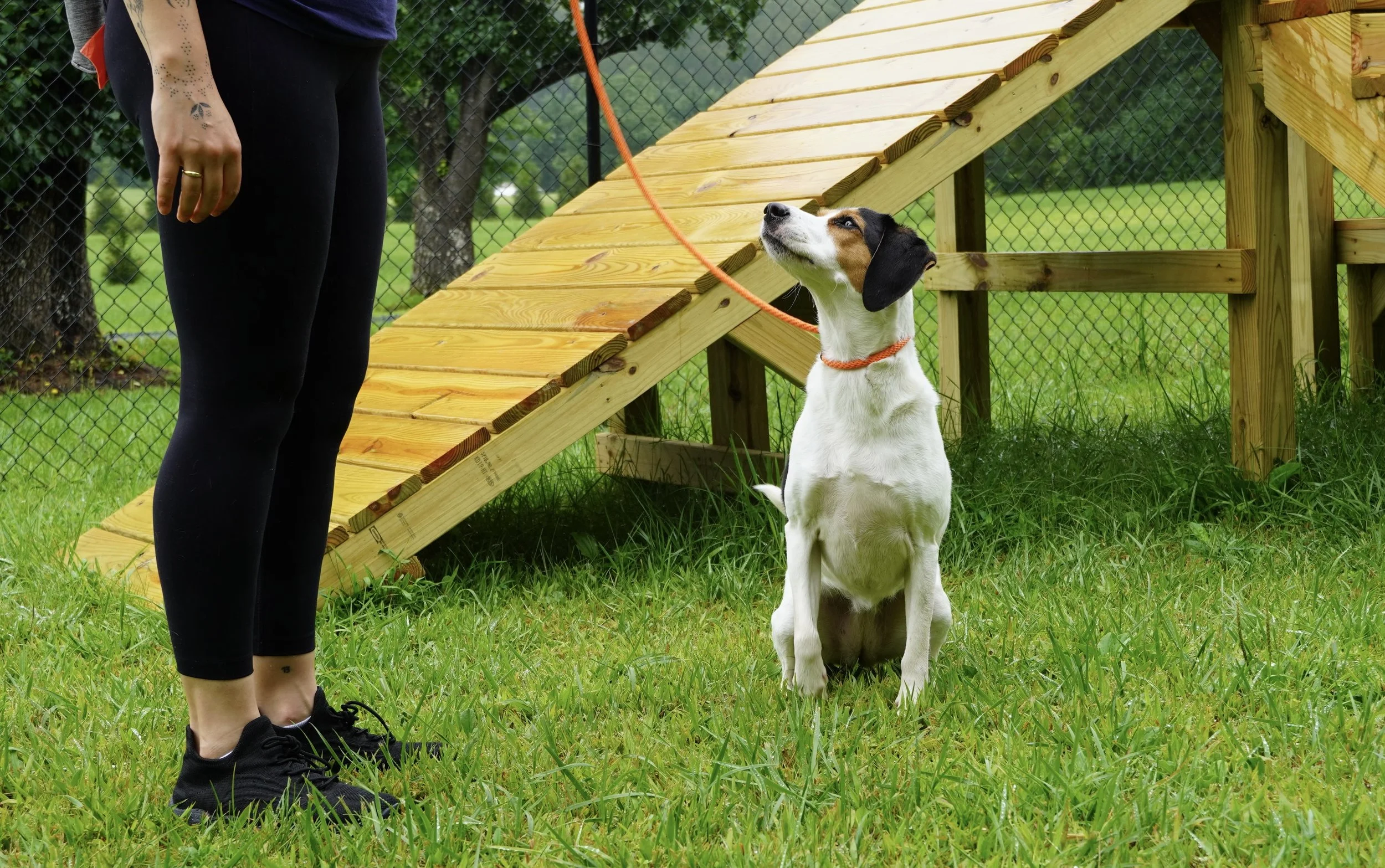 Dog Training in Monmouth County NJ: Professional Help for Dogs in Asbury Park and Nearby Areas