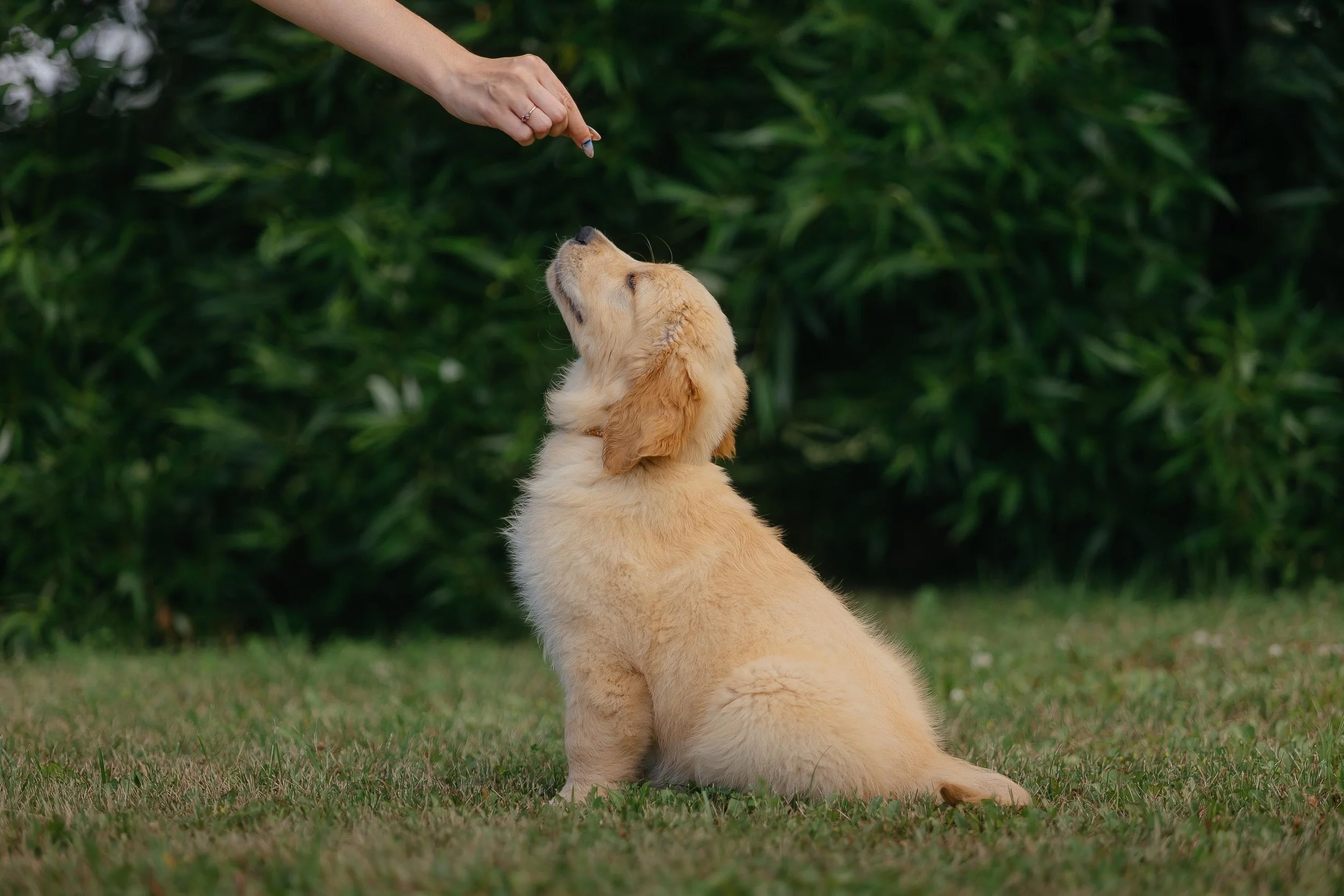 Why Dogs Become Reactive on Walks (And How Training Can Help in Monmouth County NJ)
