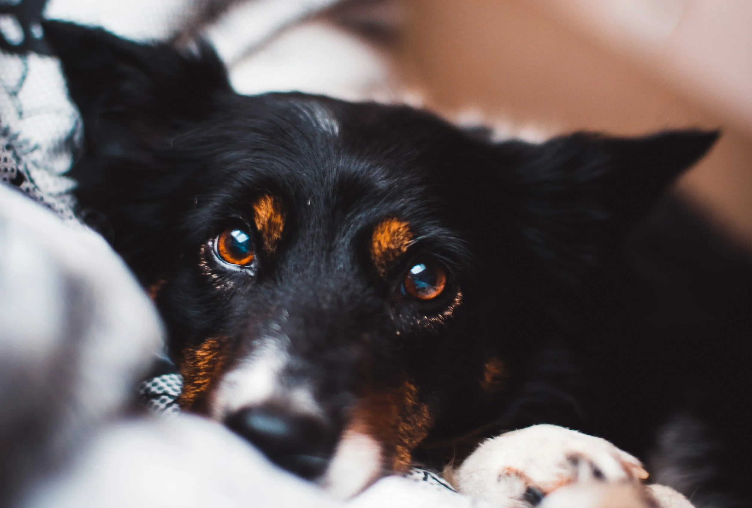 Canine Karma Training NJ: Separation Anxiety Dog Training in Asbury Park, NJ &amp; Surrounding Areas