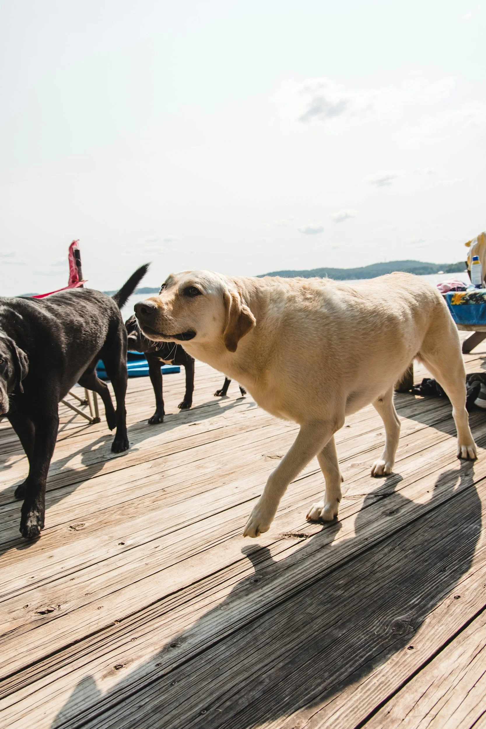 Dog Training Programs in Asbury Park &amp; Neptune, NJ: Lessons, Day Training, Board &amp; Train, and Five Senses Adventures