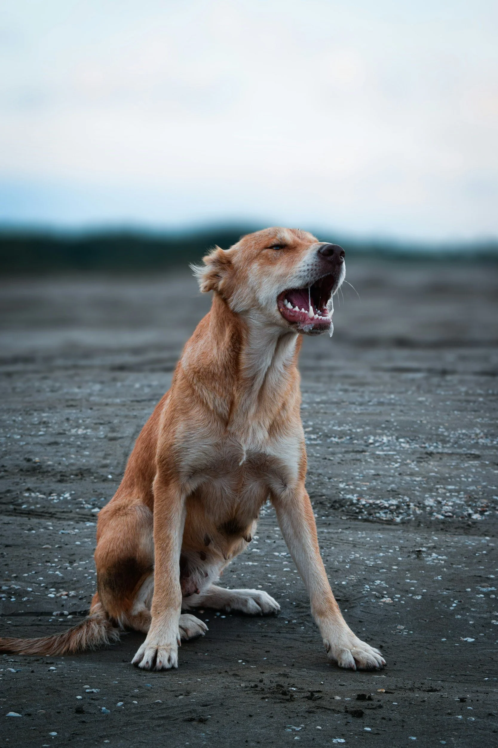 Why Your Dog Isn’t Listening to You in Asbury Park (And How to Fix It Fast)