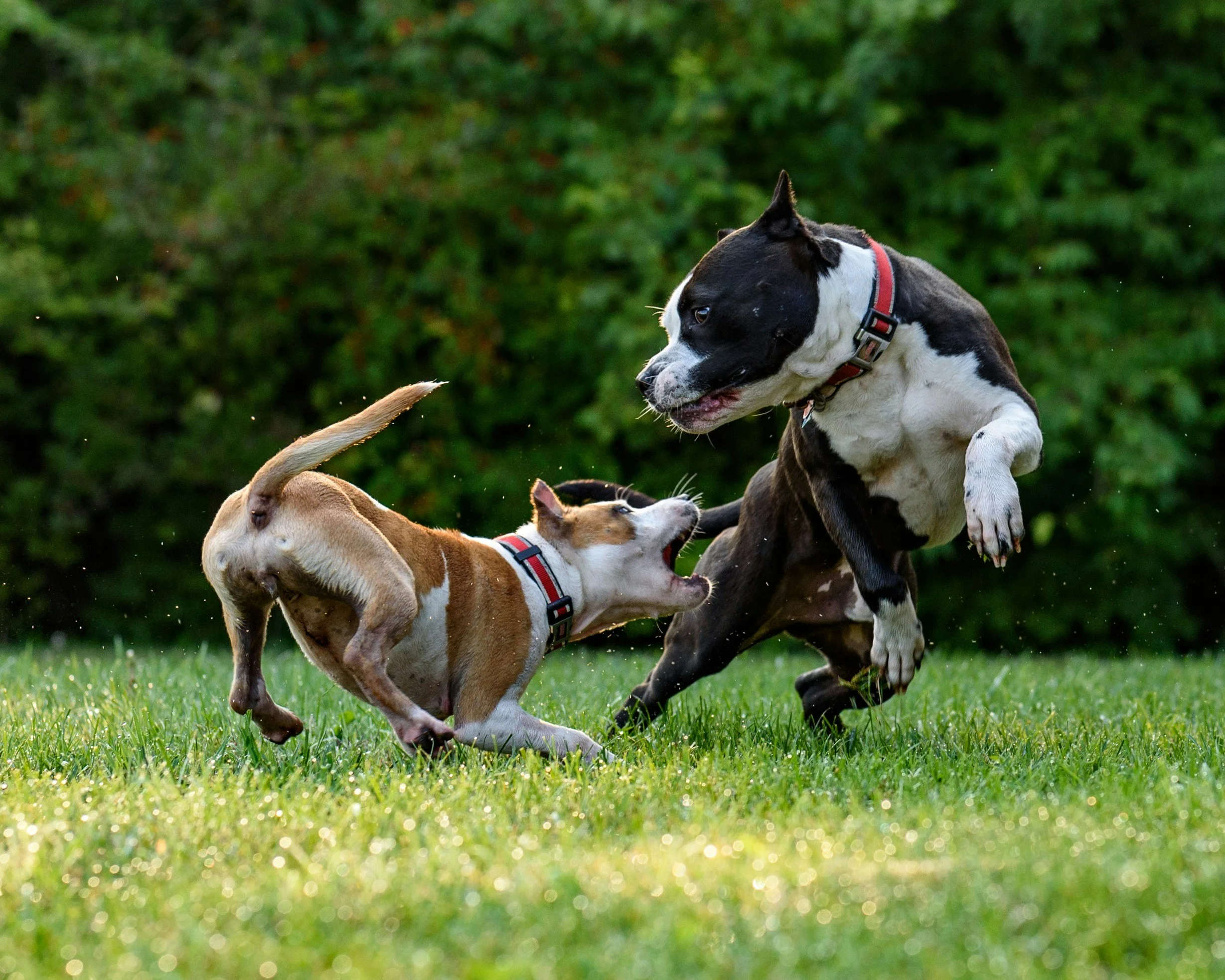 Dog Bite Prevention in New Jersey: Training, Legal Risks, and How to Protect Your Dog