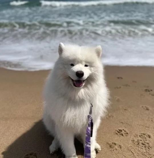 A fluffy white dog, possibly a Samoyed, sitting on a sandy beach with waves in the background and a leash attached to its collar.