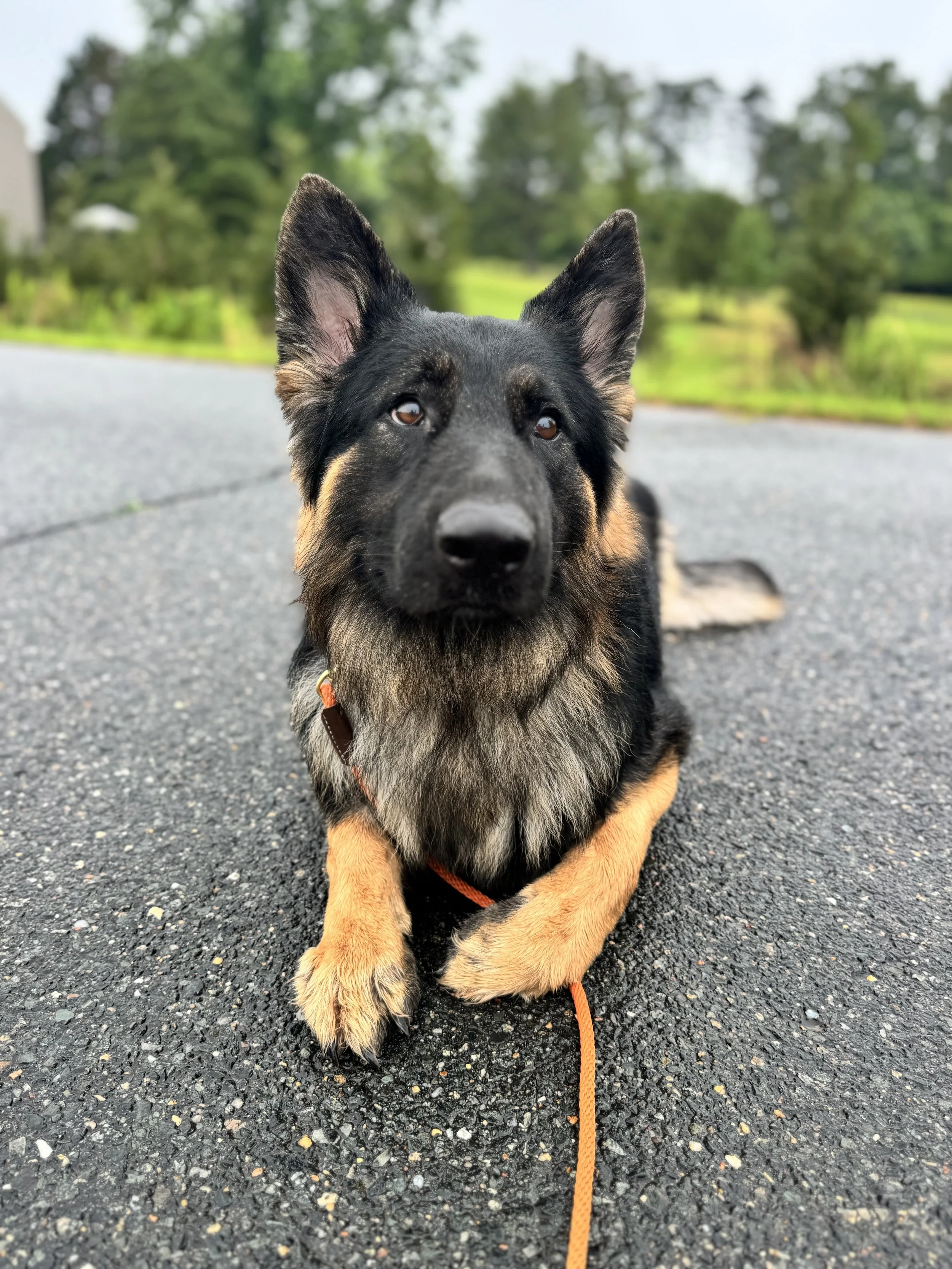 A cute German Shepherd mix dog lying on a paved road, lookin directly at the camera with a blurred green landscape in the background.