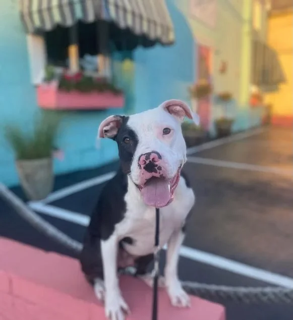 A happy black and white dog, possibly a pit bull, sitting outdoors in front of a colorful building with a pink window box and potted plants, at sunset.
