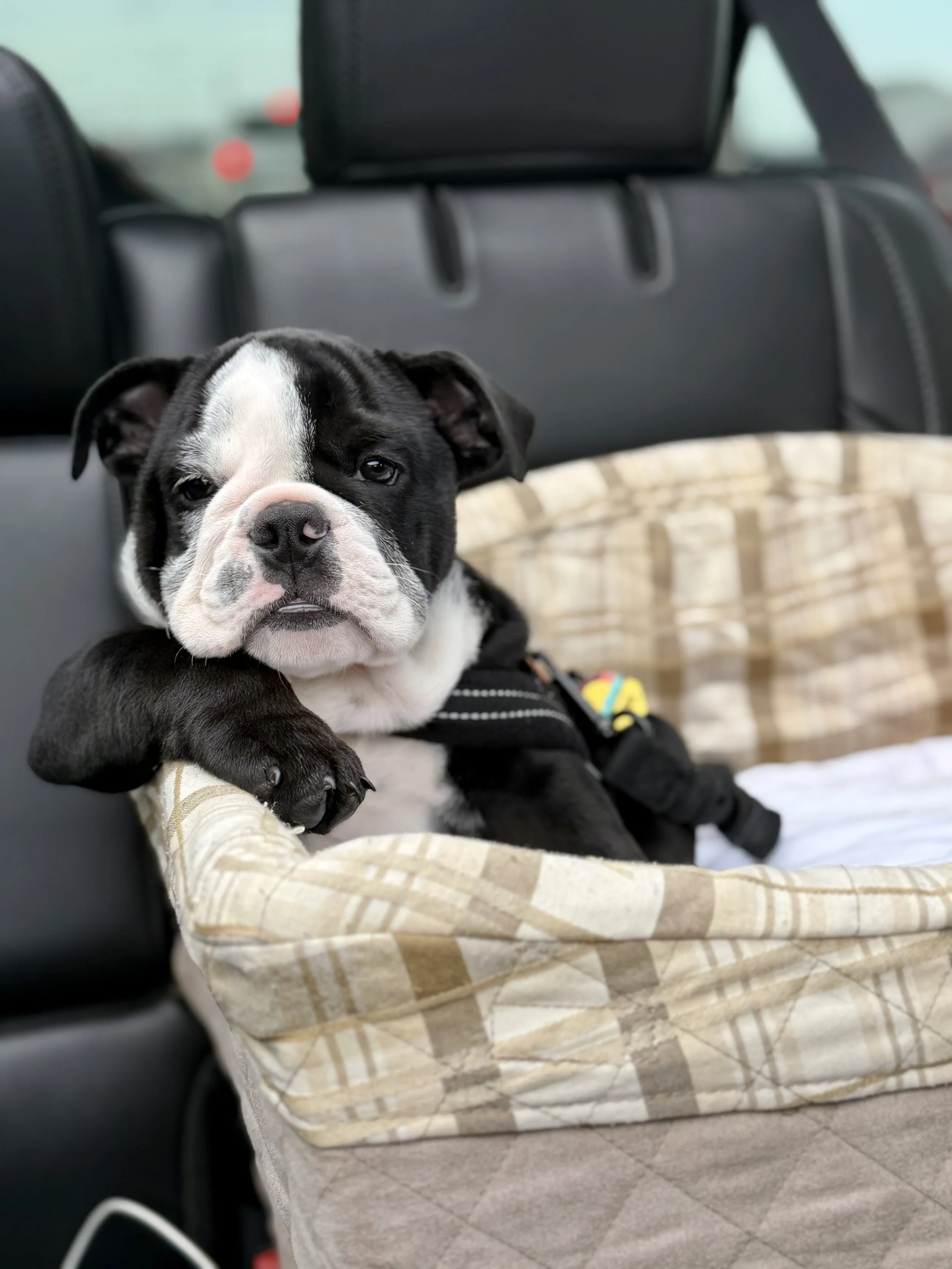 A cute black and white French Bulldog puppy sitting in a car seat in the back of a vehicle.