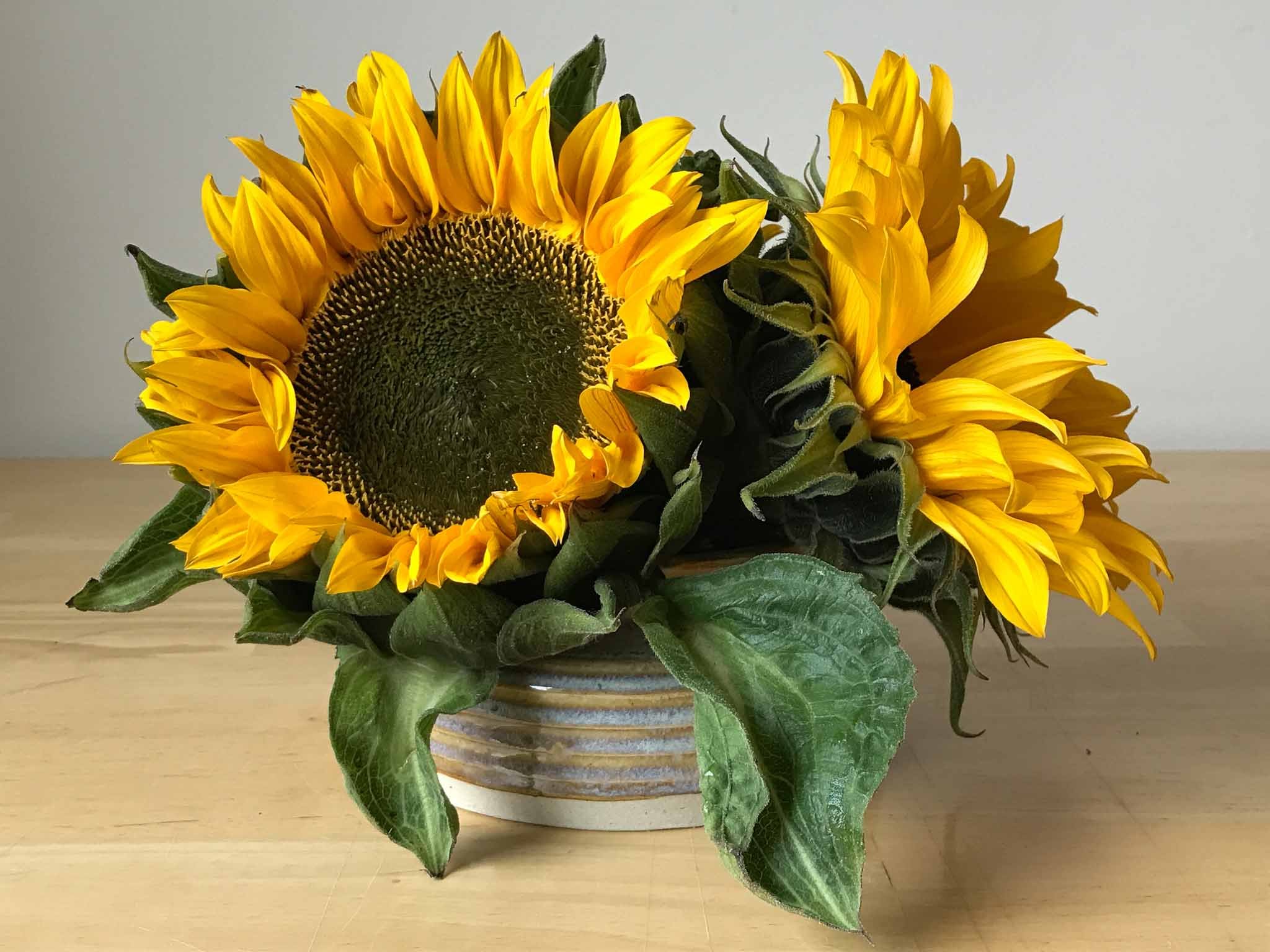 HAHiland- Sunny Pot-1.JPG