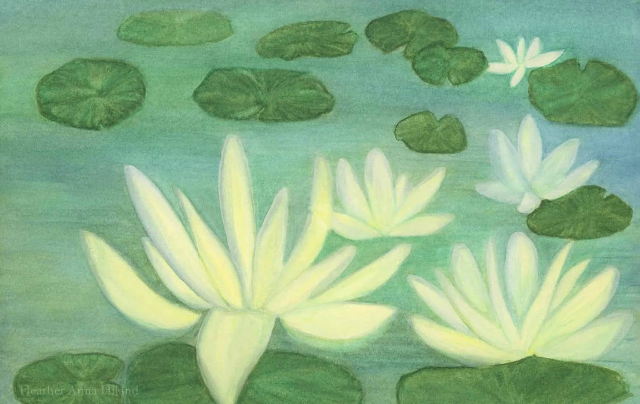 HAHiland-Lily Lights-1.JPG