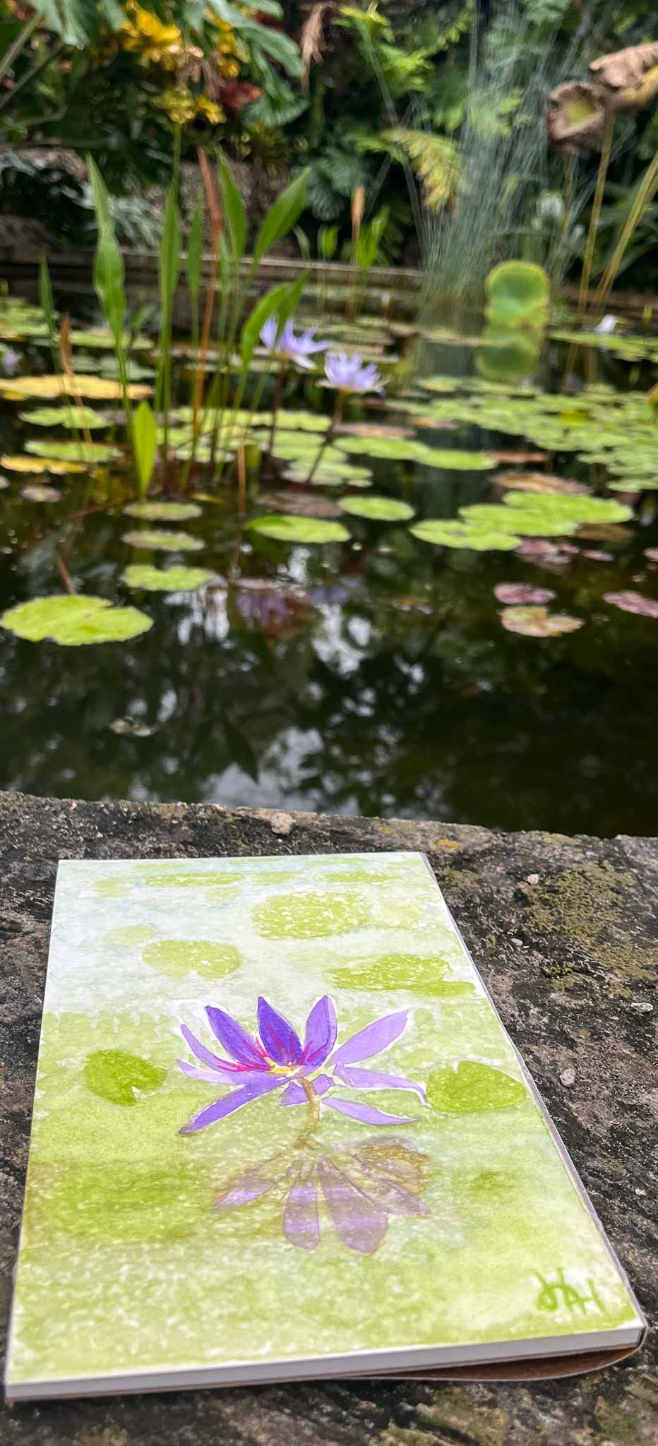 HAHiland-Kampong Waterlily-1.jpg