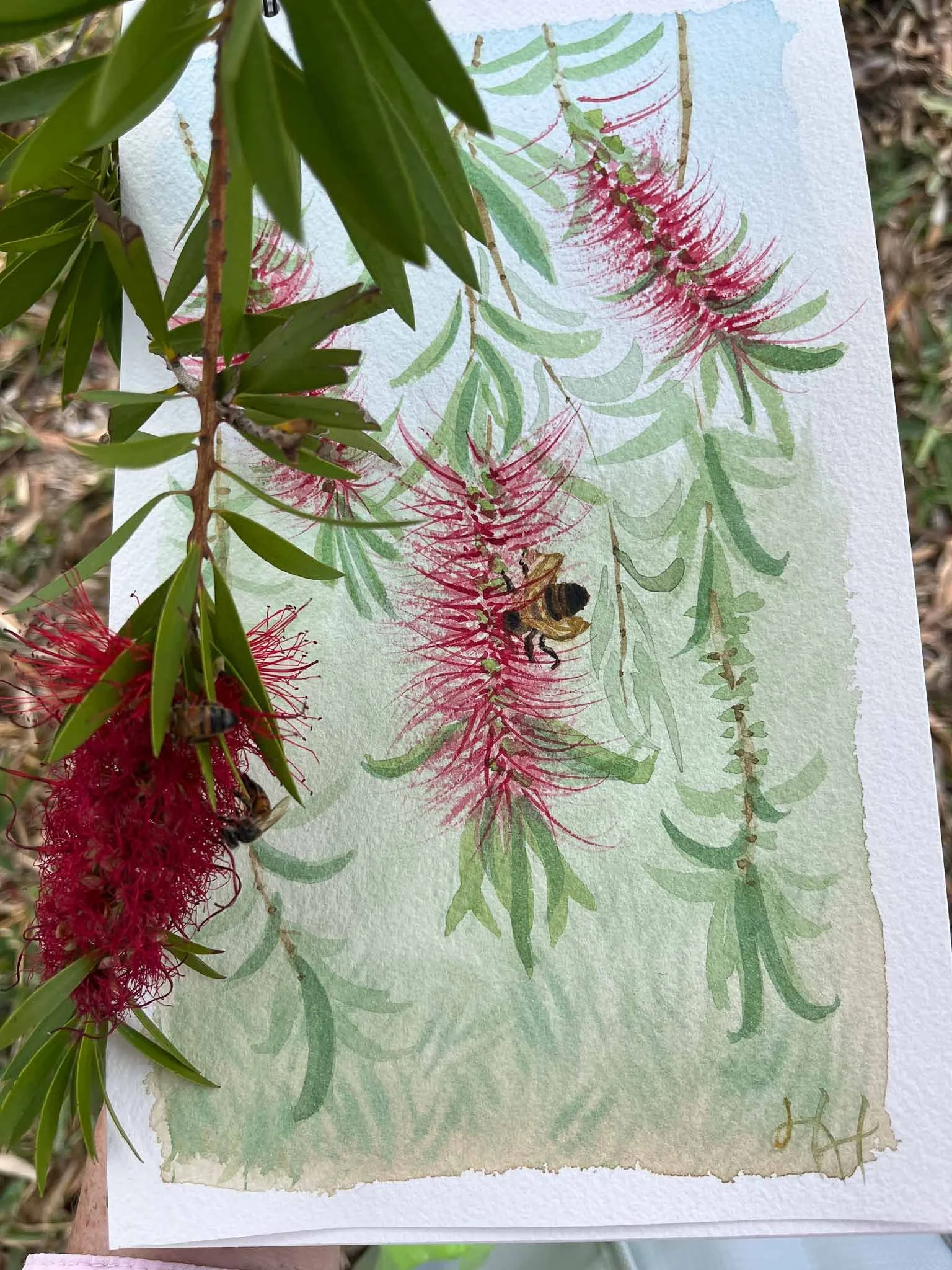 HAHiland- Bottlebrush Feast-1.jpg