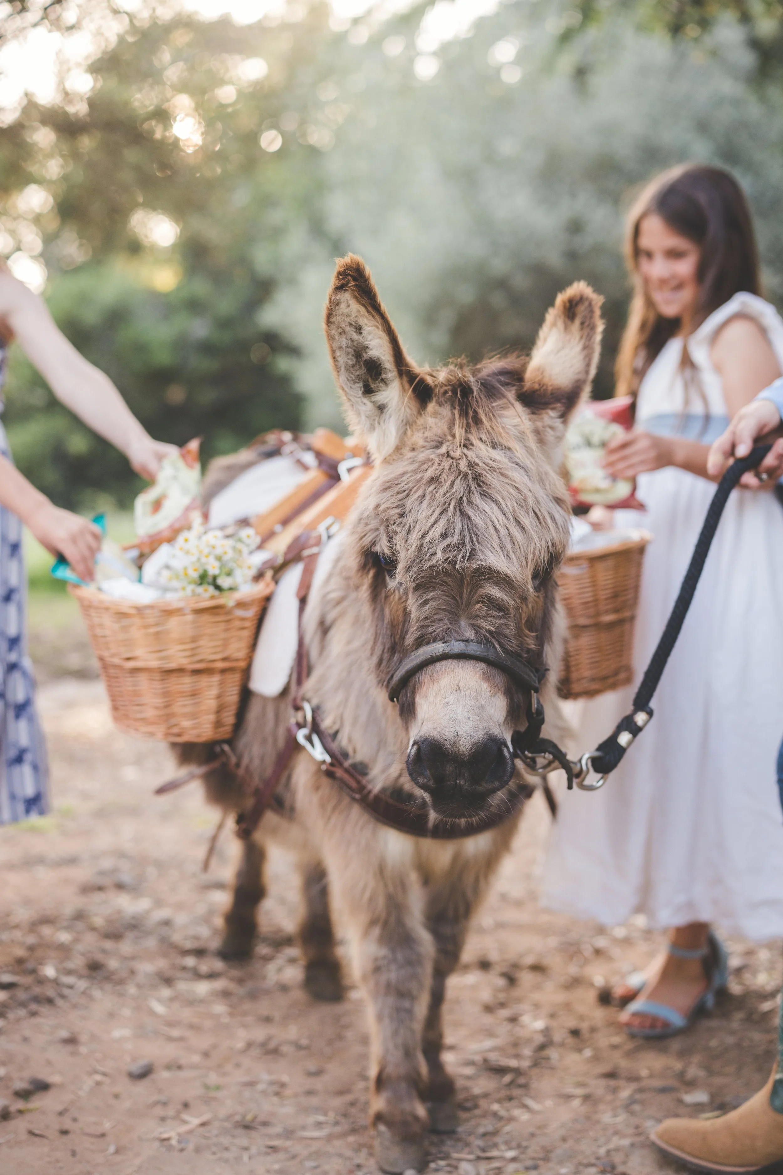 A small donkey with a light brown, shaggy coat stands outdoors, facing forward, with a person holding its bridle. The donkey has two baskets filled with flowers on its sides, and there are people around it, one of whom is smiling. The background is blurred with trees and sunlight filtering through the leaves.