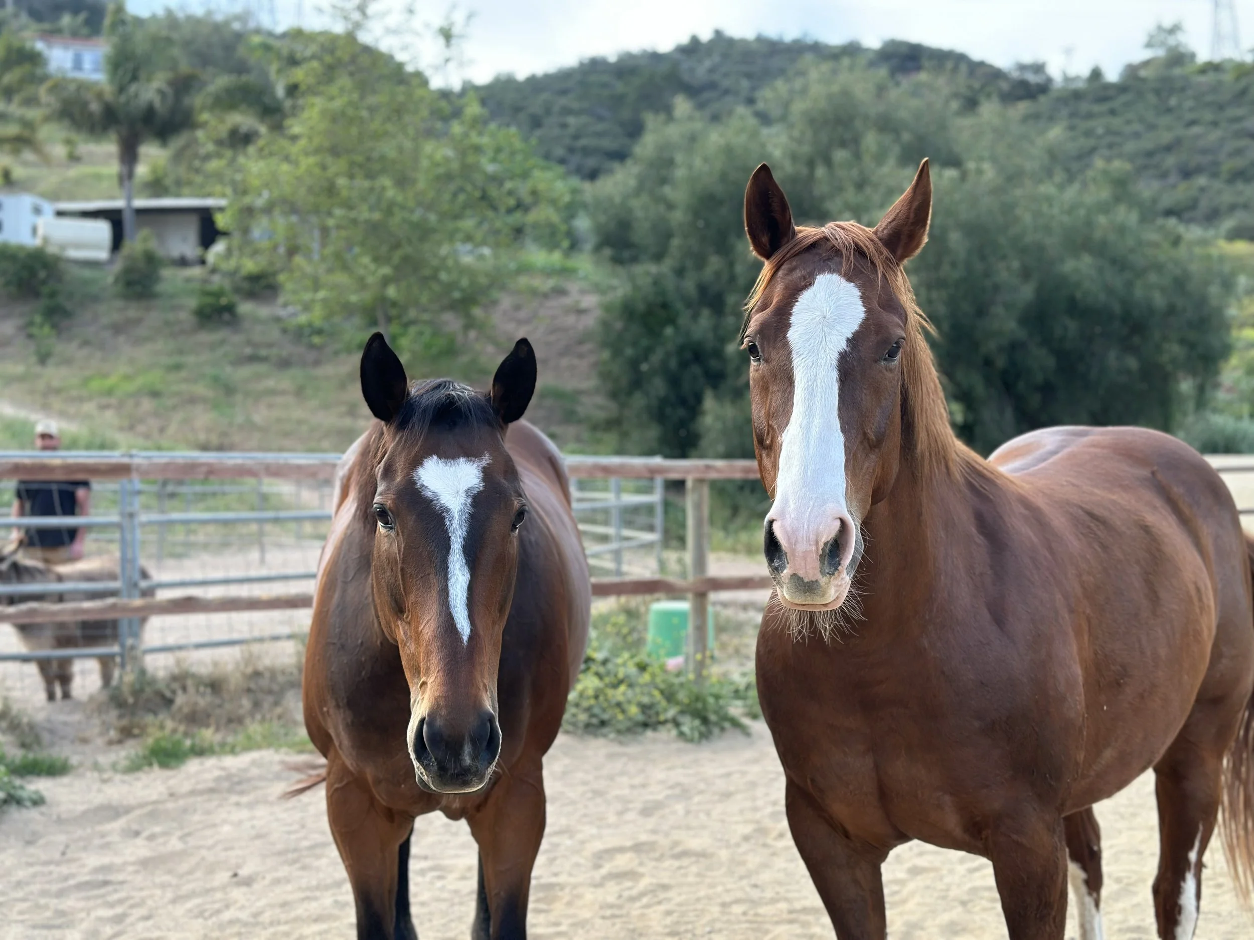 Two brown horses with white markings on their faces standing in a sandy enclosed area with a wooden fence and greenery in the background.