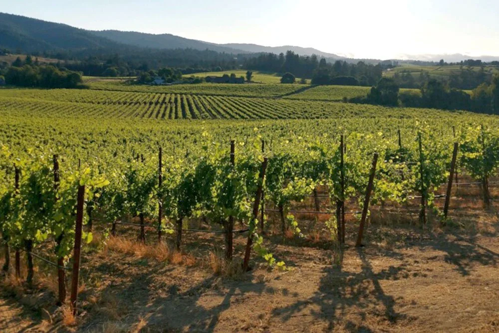 Vineyard with rows of grapevines on rolling hills, sunny day with mountains in the background.