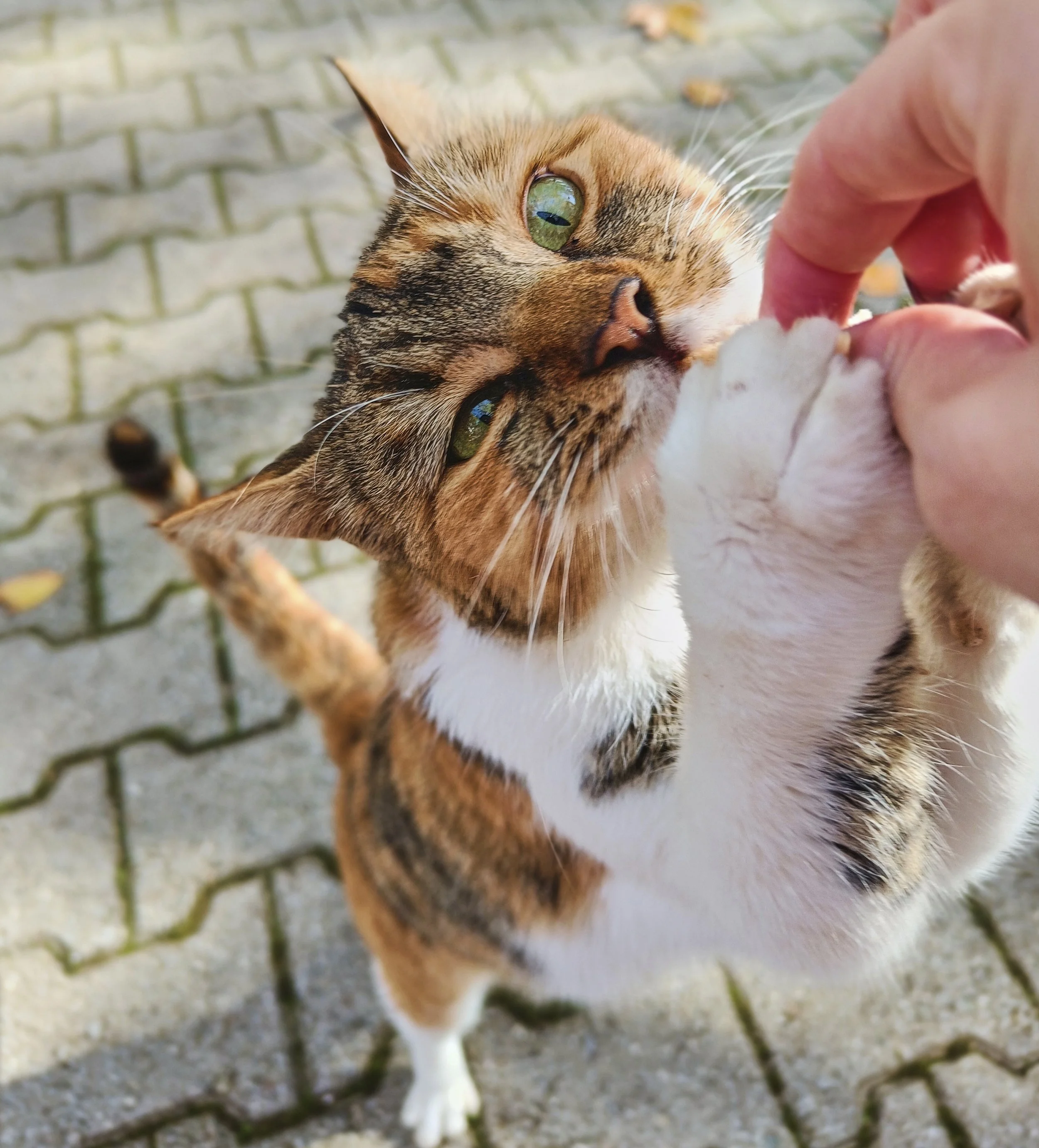 Αγγελική Καζεπίδου