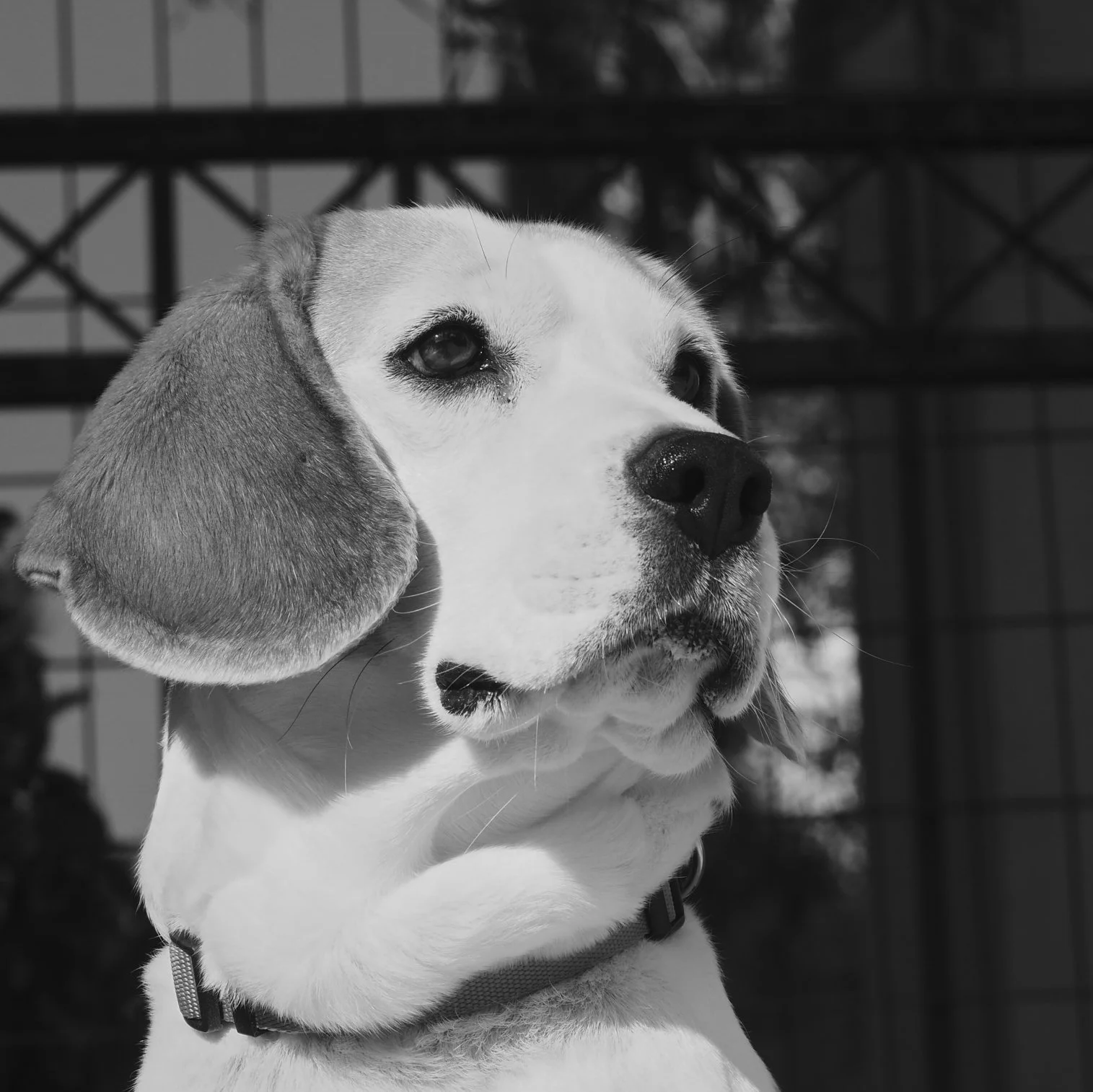 Αθανάσιος Μυλωνάς