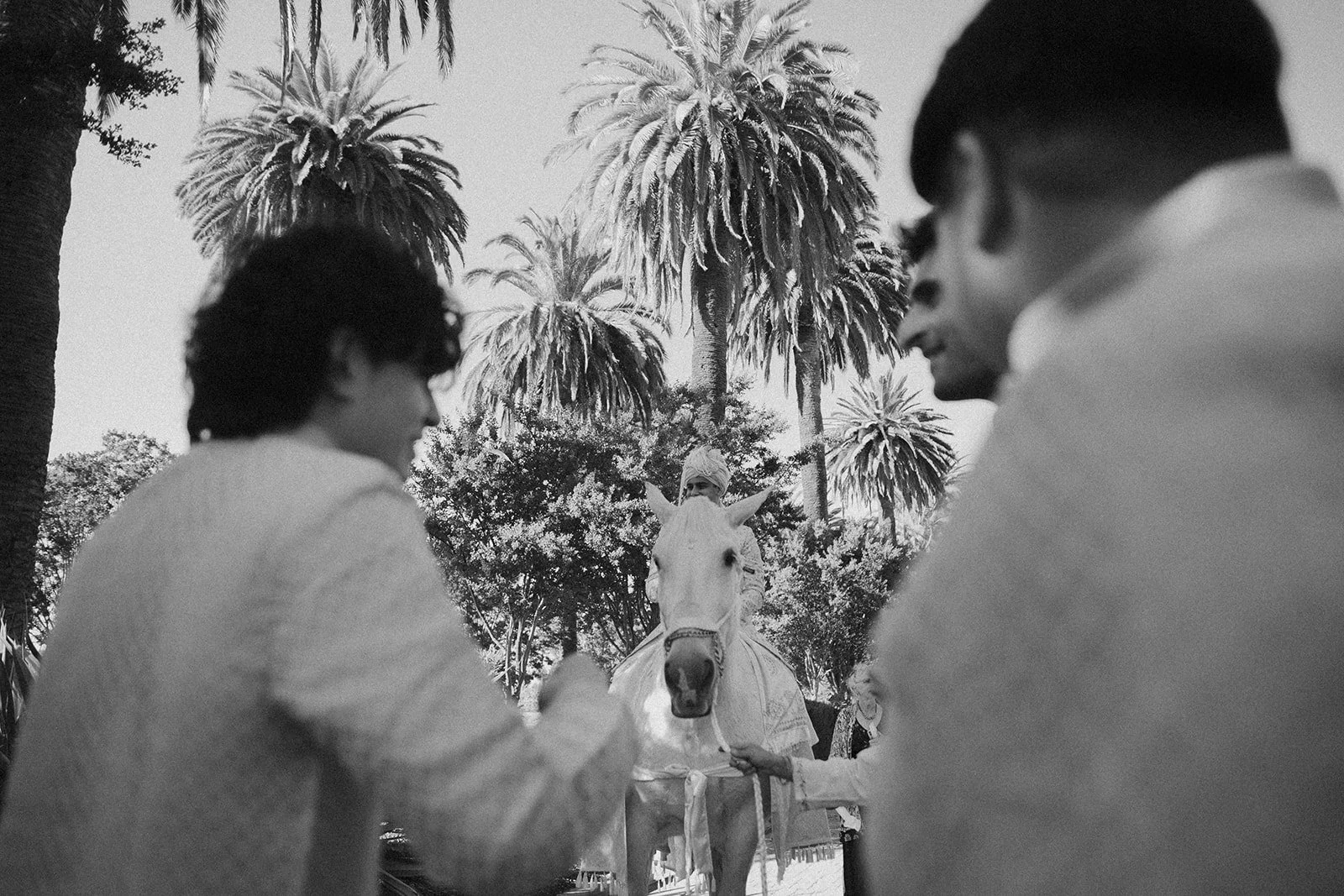 Three people on either side of a white horse with a man in traditional attire on its back, under tall palm trees.