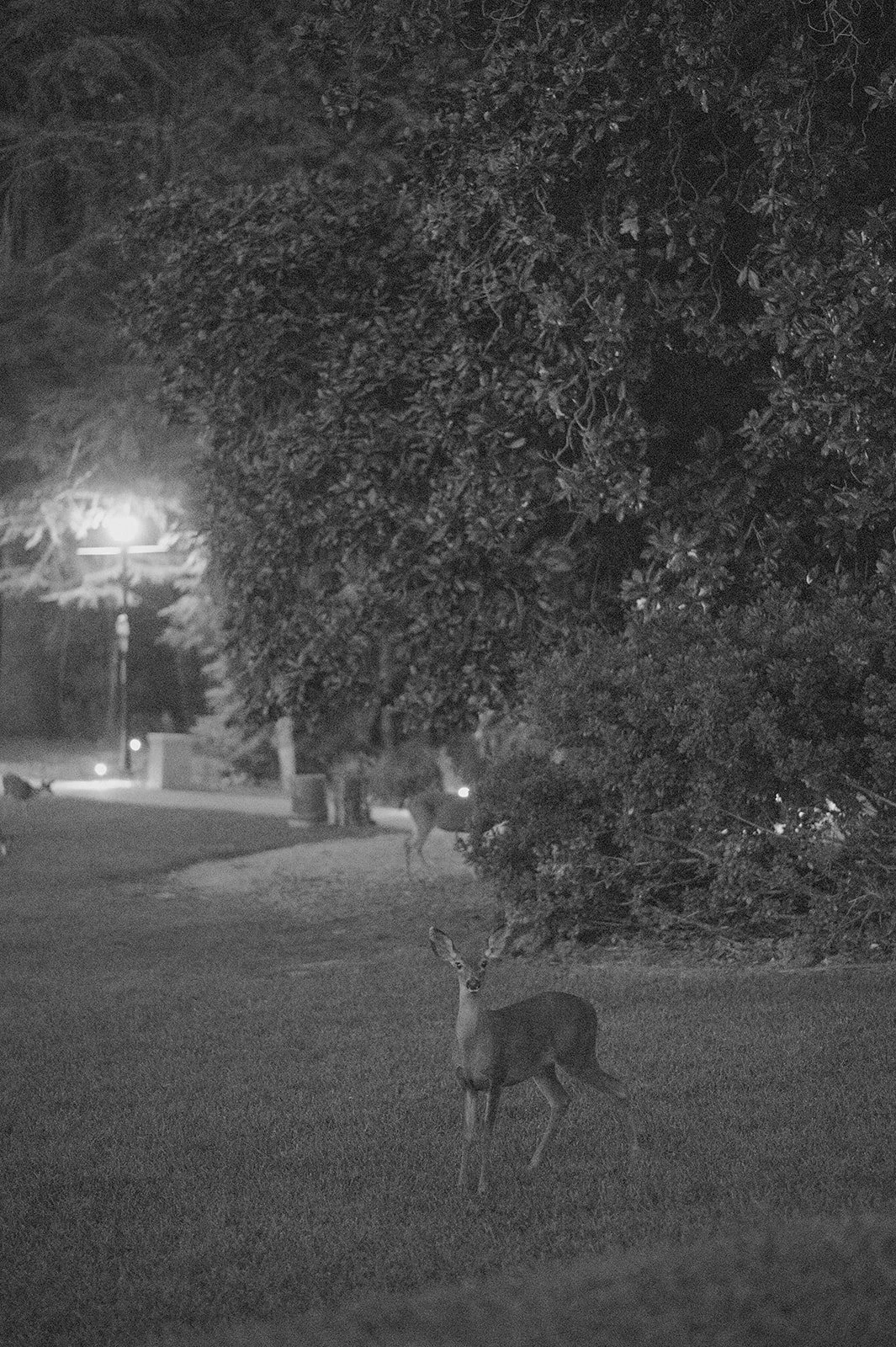 A black and white night scene showing a deer standing on grass near a large bush, with two other deer visible in the background, and a streetlamp illuminating the area.