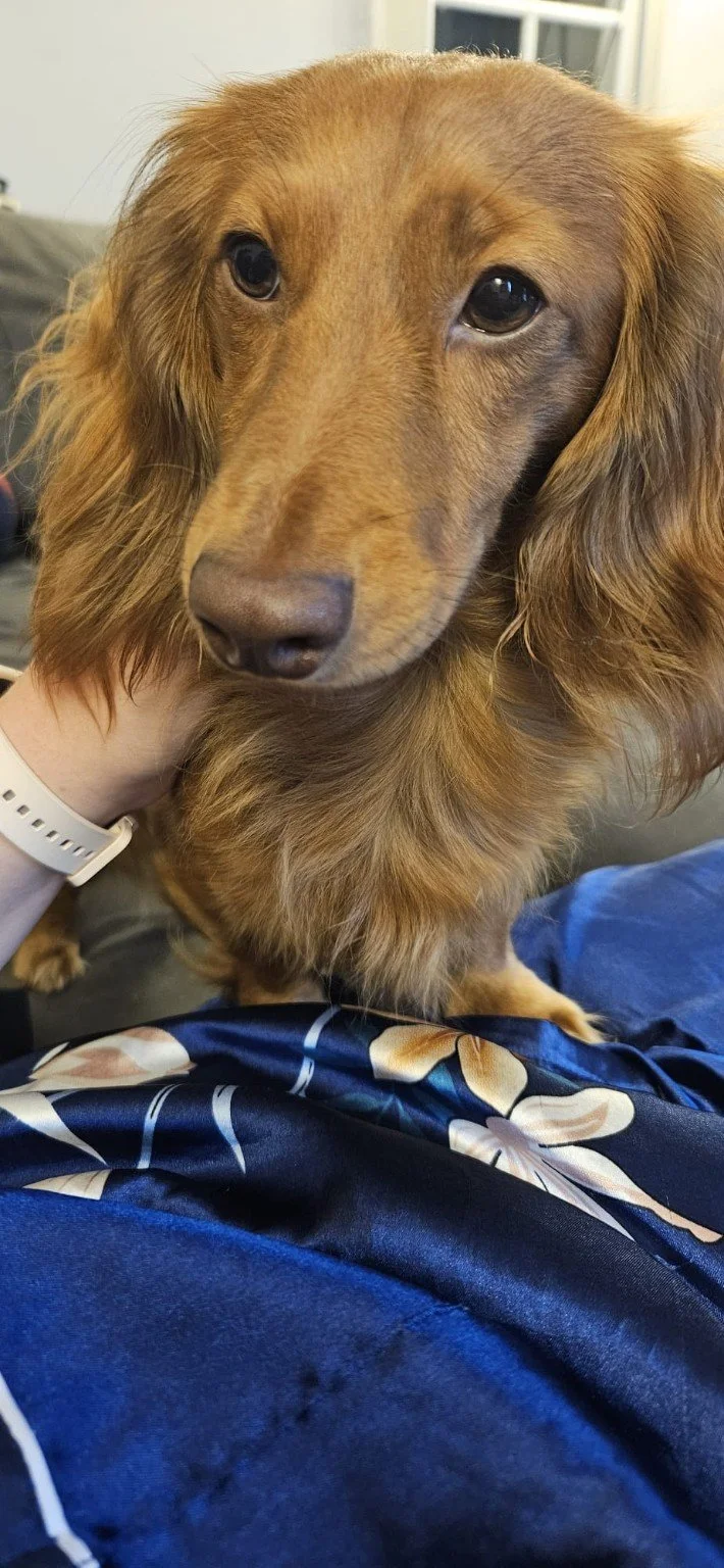 Close-up of a golden retriever with long ears and dark eyes, sitting on a person's lap, with a blurred background.