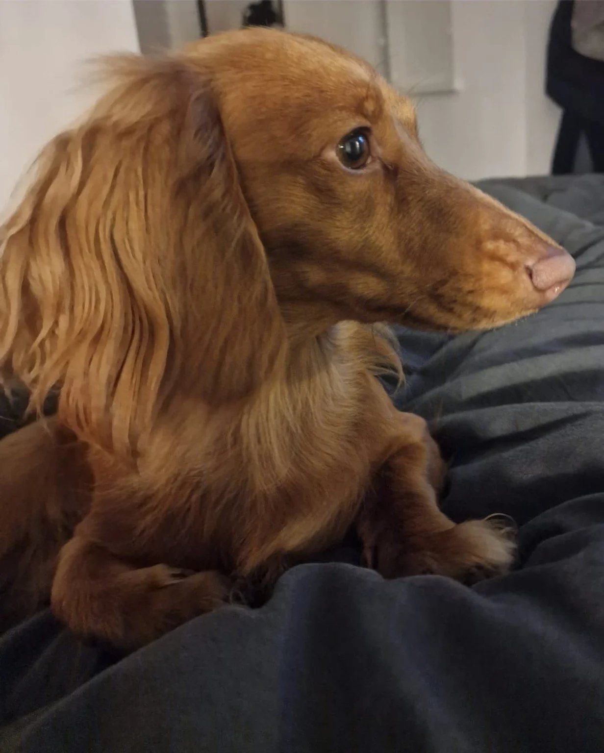 A close-up of a brown, long-haired dachshund dog sitting on dark-colored fabric, looking to the right side of the image.