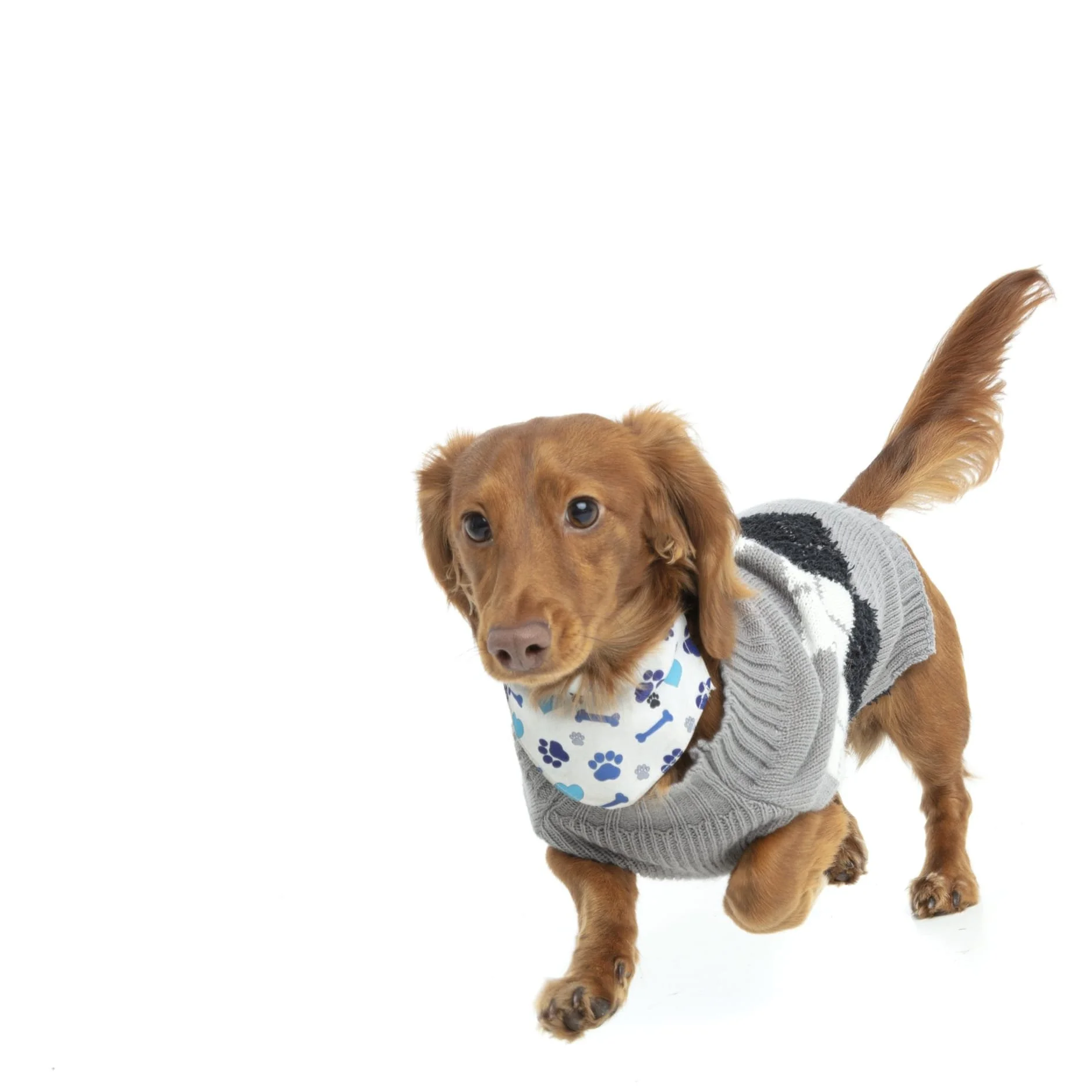 Rupert, A cute brown long haired miniature daschound with floppy ears and a fluffy tail, wearing a gray sweater and a blue and white bandana with paw prints, standing on a white background.