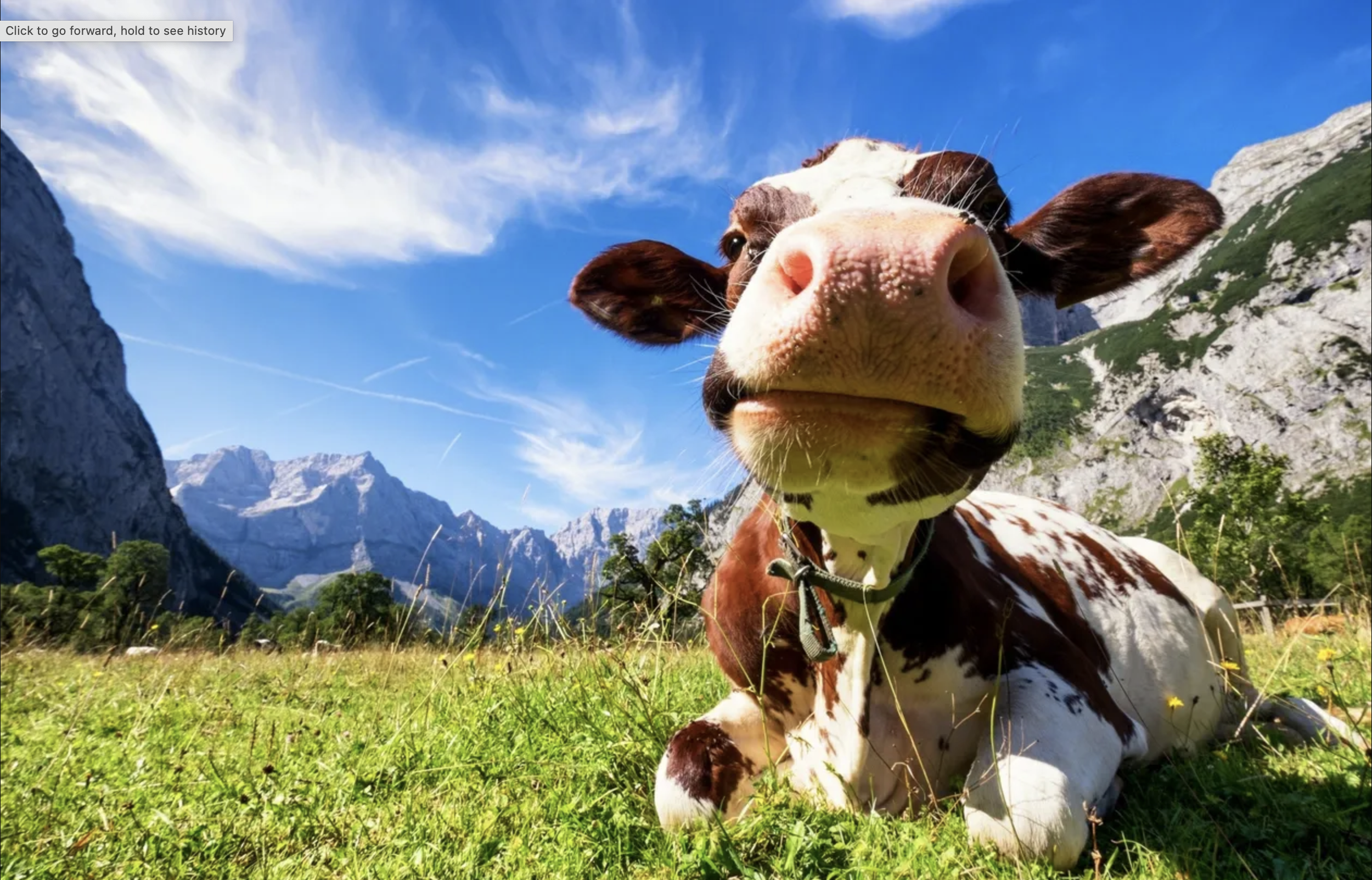 What is Cow's Milk Protein Allergy (CMPA)?