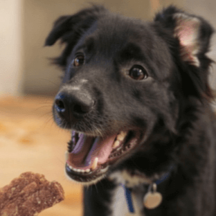 Positive Reinforcement Training: A Happier Way to Teach Your Dog