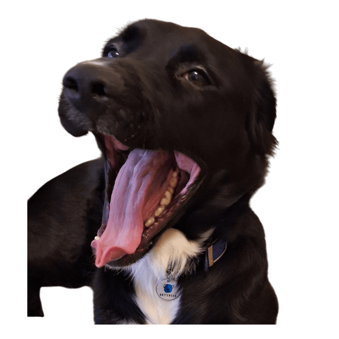 A black dog with a white patch on its chest, yawning with its tongue out and eyes open.