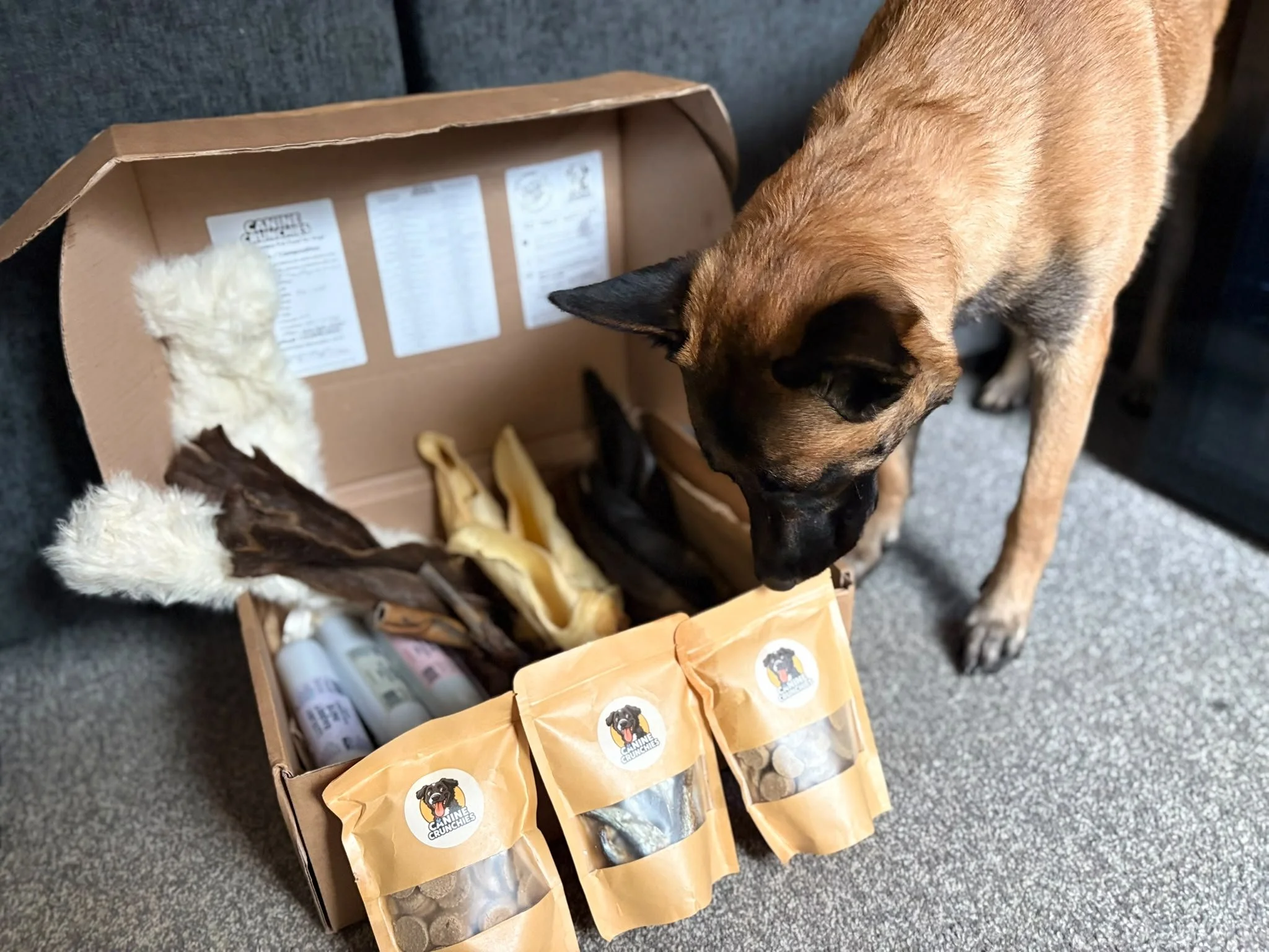 mali dog sniffing canine crunchies treats